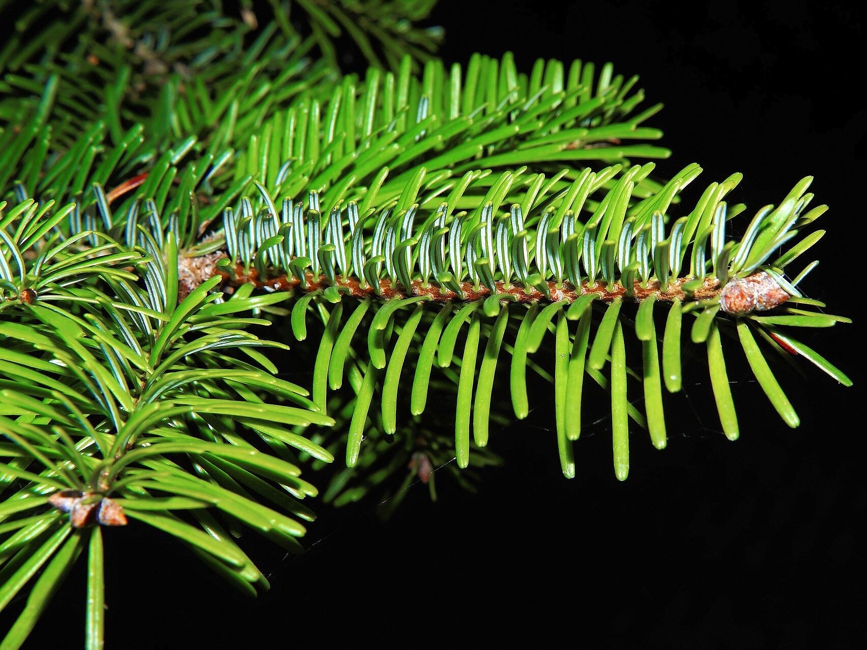 Antichi saperi erboristici e pomata all'abete fatta in casa - Regione dolomitica Val d'Ega - #2 - suedtirol.info