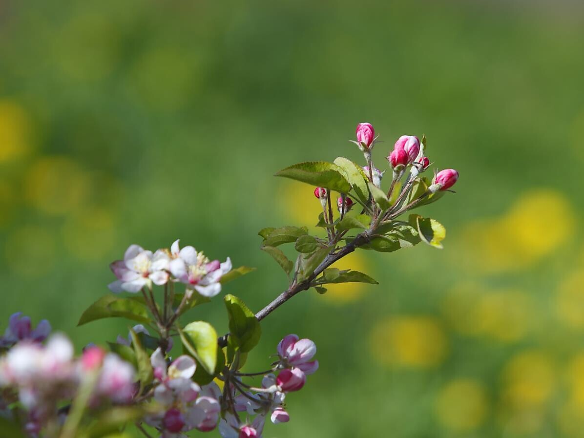 Apfelsommelierverkostung in der PUNI Whiskydestillerie in Glurns - Vinschgau - #3 - suedtirol.info