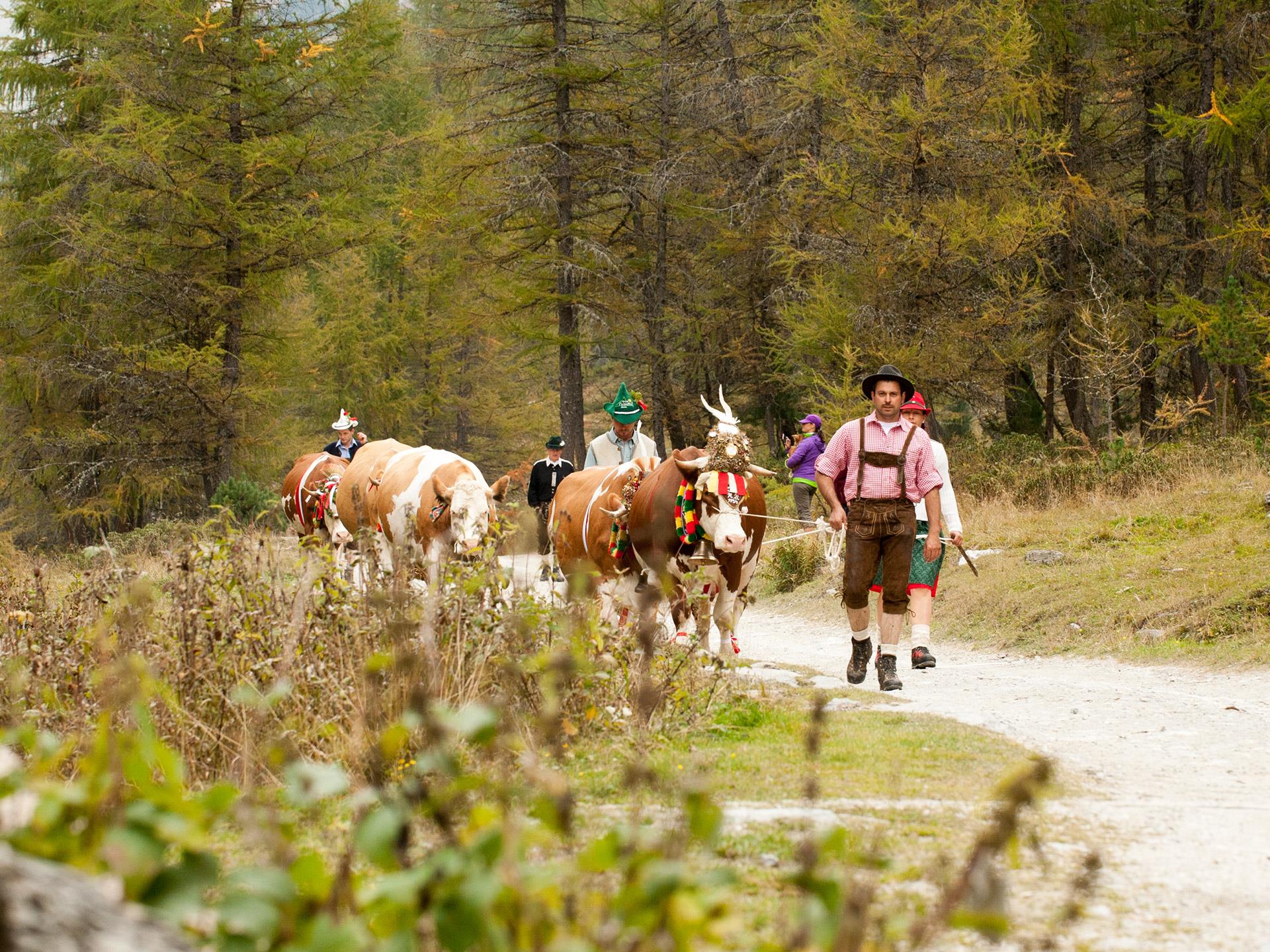 Transumanza al Pichlerhof - Eventi in Alto Adige
