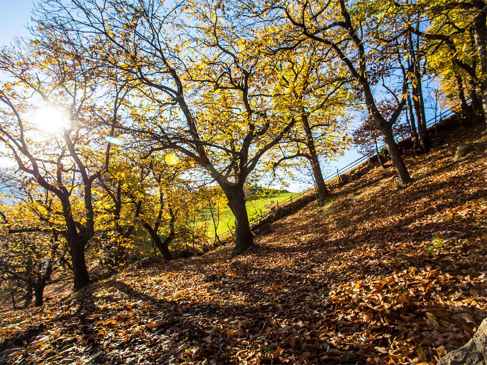 Escursione autunnale guidata con sosta al "Gostner" Barbiano 1 suedtirol.info