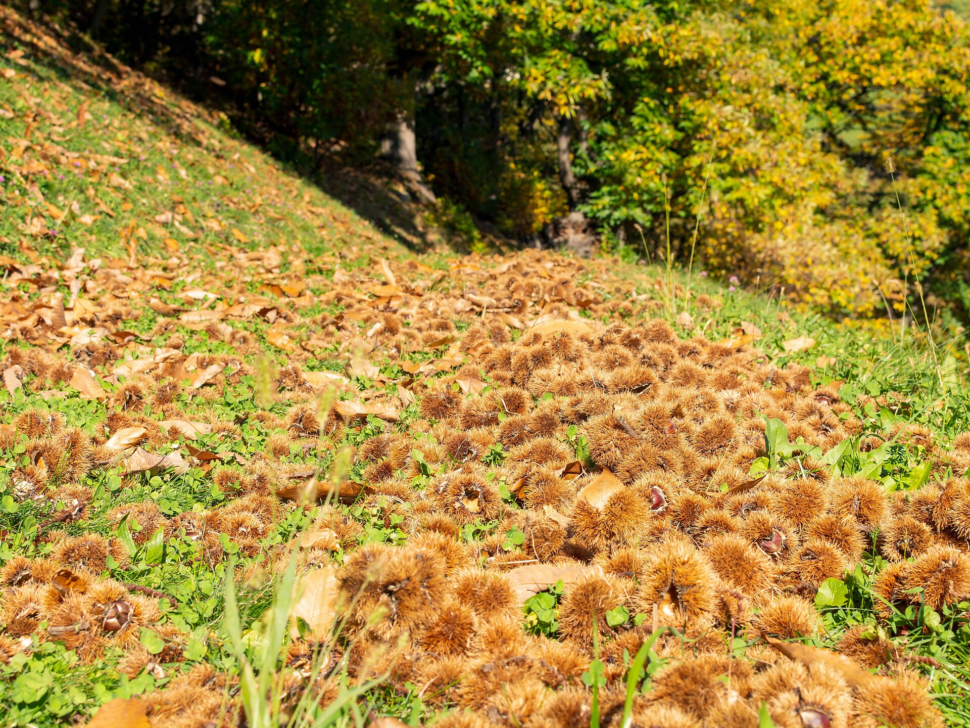 Escursione autunnale guidata con sosta al "Gostner" Barbiano 2 suedtirol.info