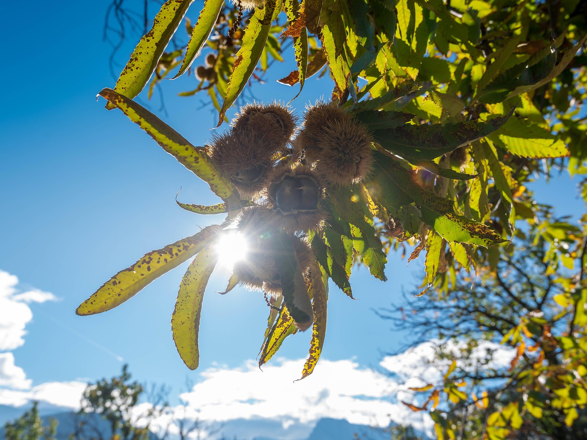 Geführte Herbstwanderung mit Einkehr beim "Oberweger" Barbian 3 suedtirol.info