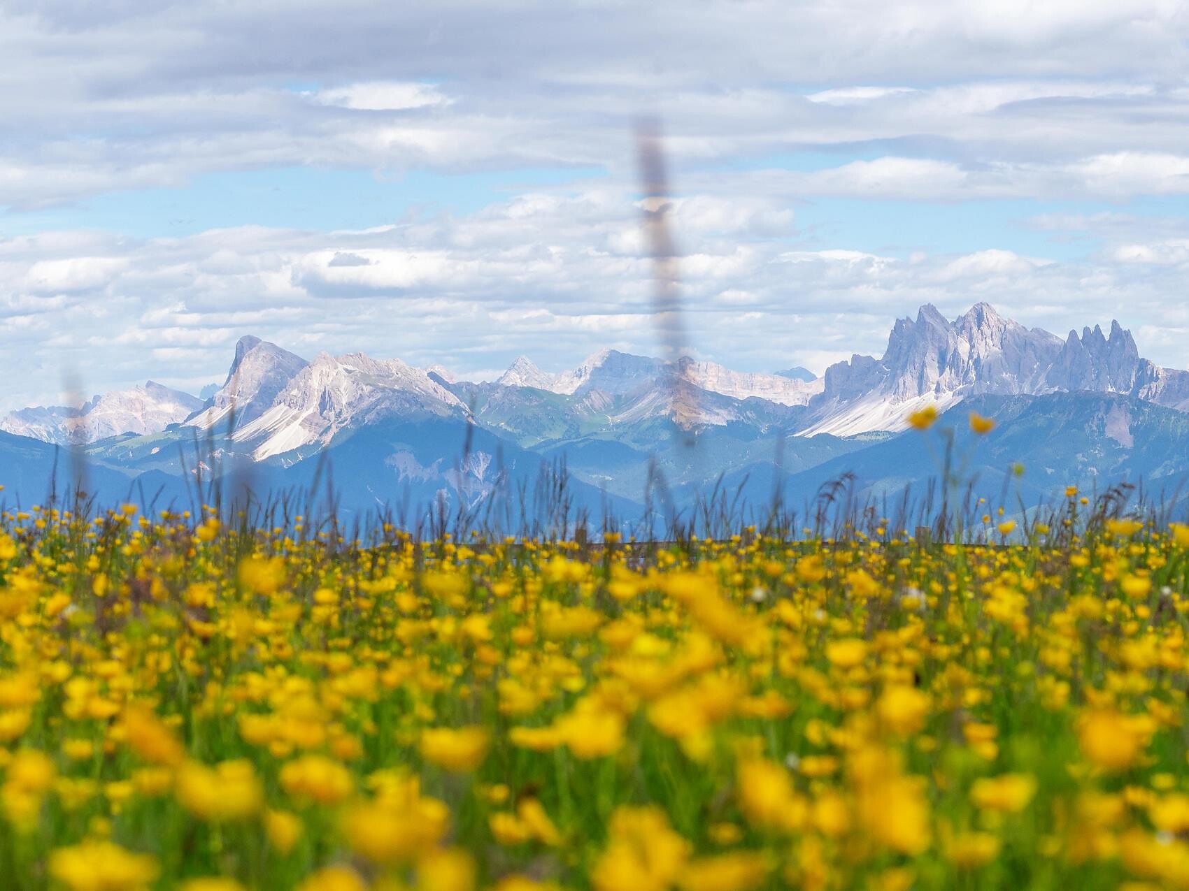 Alpine spring on the Latzfonser and Feldthurner Alm Feldthurns/Velturno 1 suedtirol.info