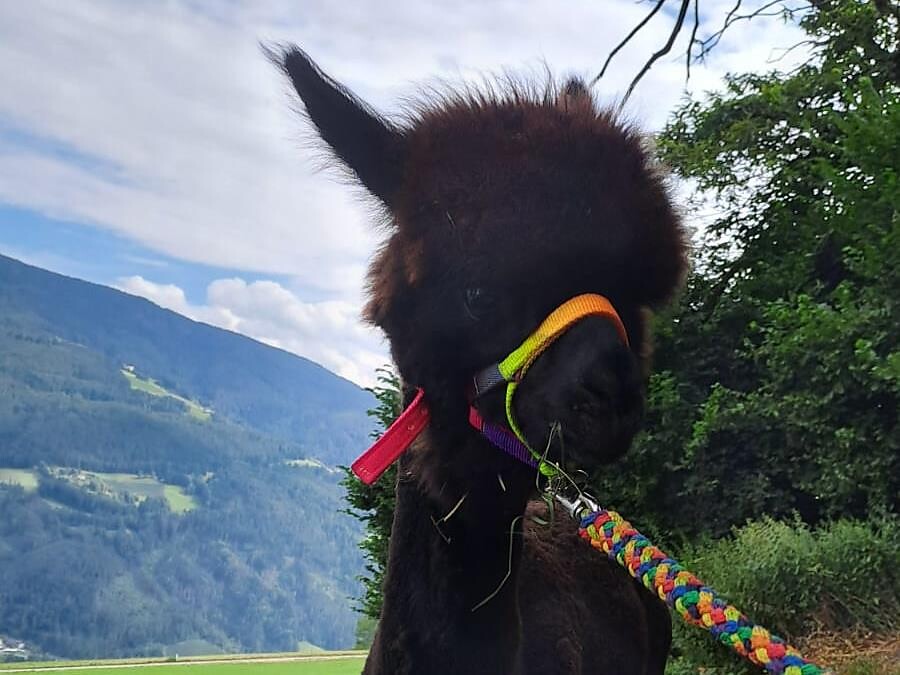 Escursione con gli alpaca al maso Stieberhof Velturno 1 suedtirol.info