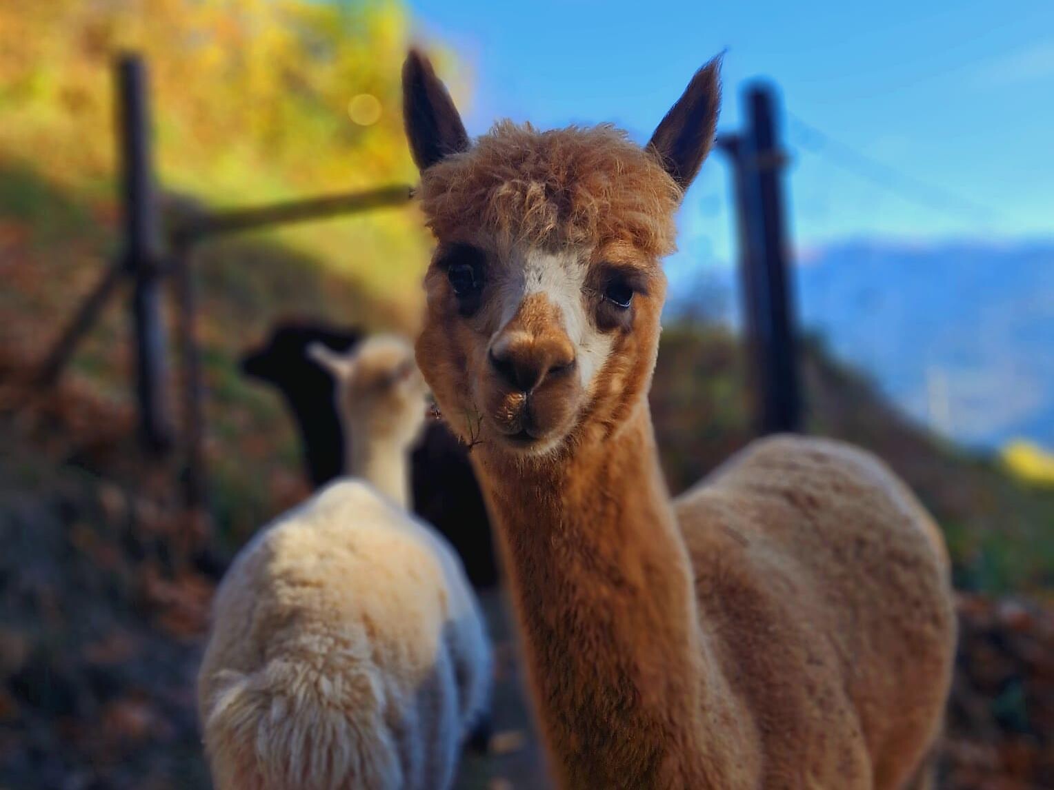 Escursione con gli alpaca al maso Stieberhof Velturno 2 suedtirol.info