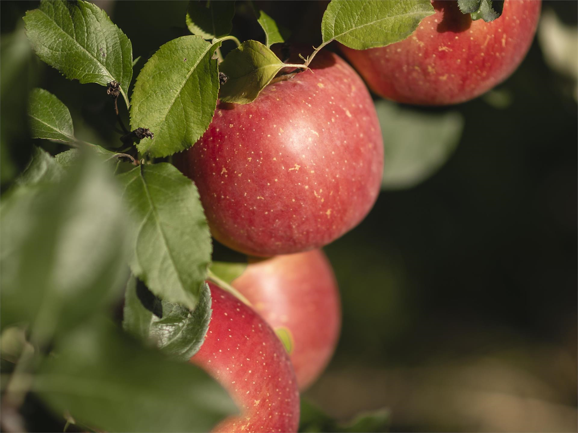 The world of apples at the Leitnhof Eppan an der Weinstaße/Appiano sulla Strada del Vino 1 suedtirol.info