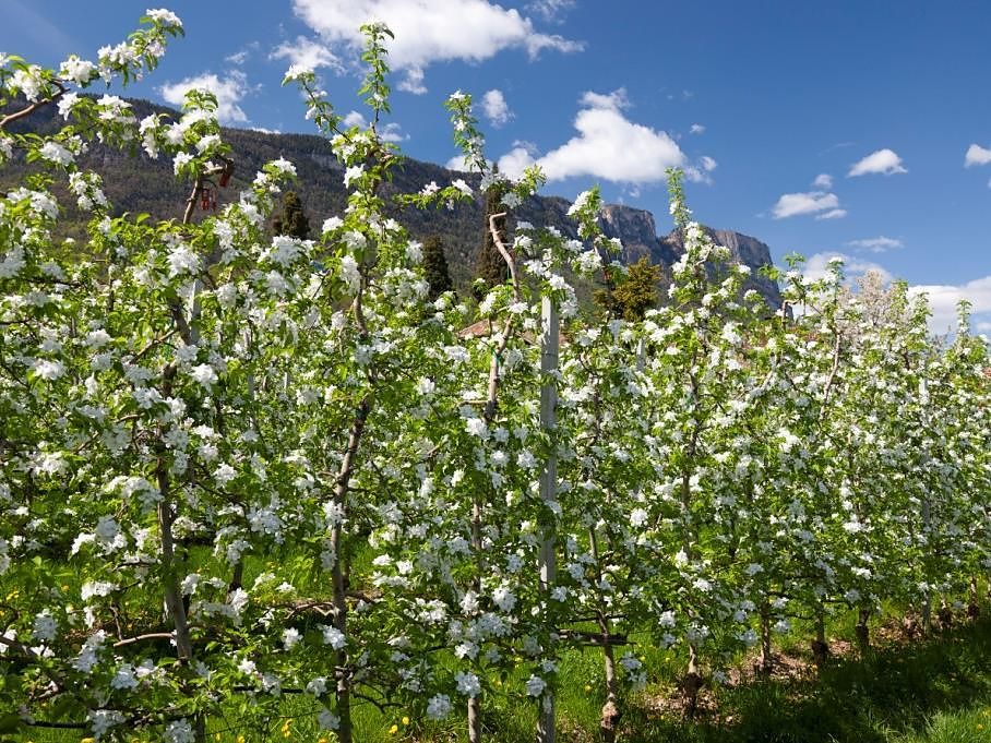 The world of apples at the Leitnhof Eppan an der Weinstaße/Appiano sulla Strada del Vino 2 suedtirol.info