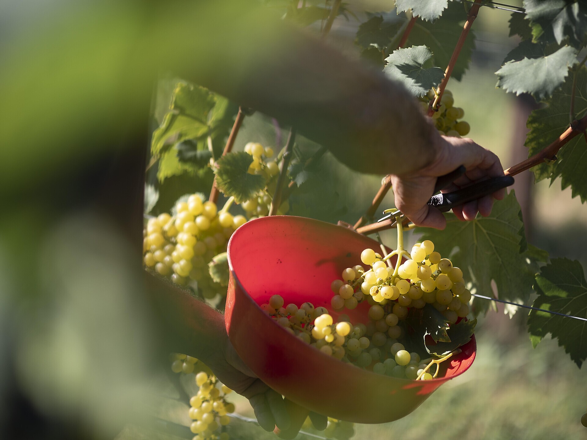 AMISTAR-Weinseminar Weingut Peter Sölva 2025 Samstag Kaltern an der Weinstraße 2 suedtirol.info