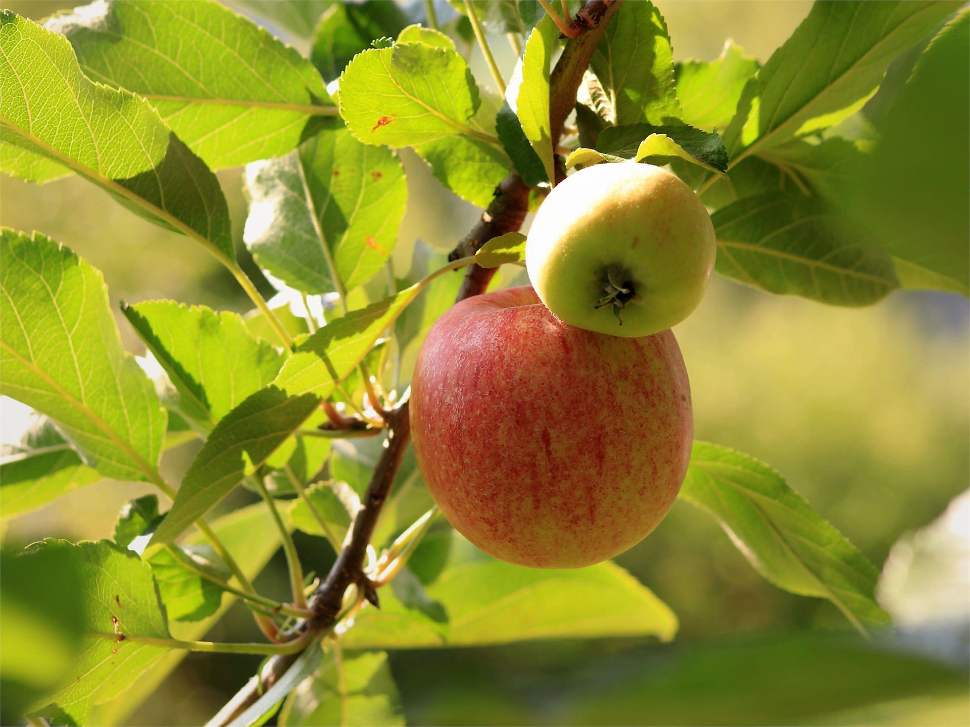 Apple tour through the apple meadows Naturns/Naturno 2 suedtirol.info