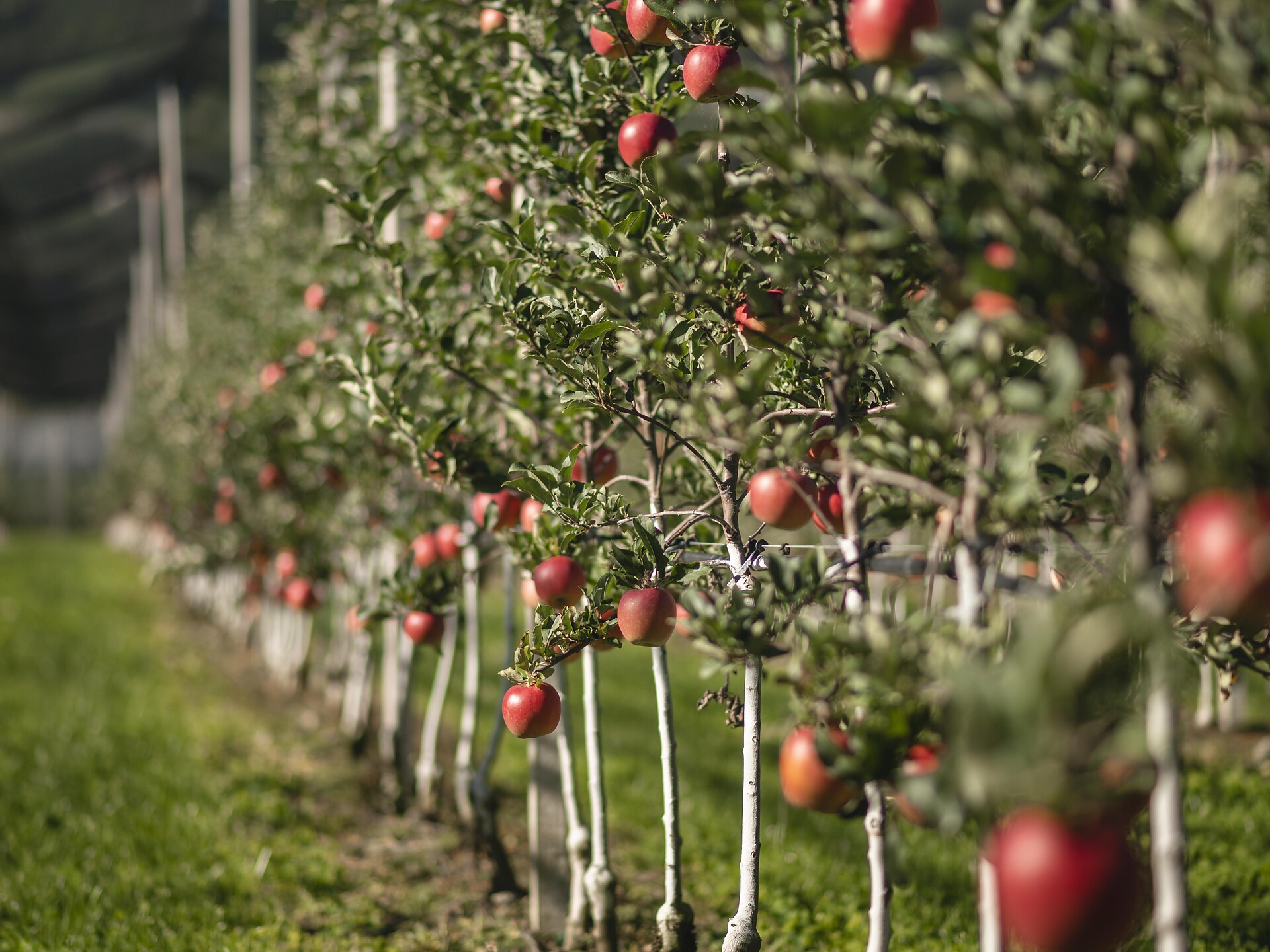 Apple tour through the apple meadows Naturns/Naturno 3 suedtirol.info