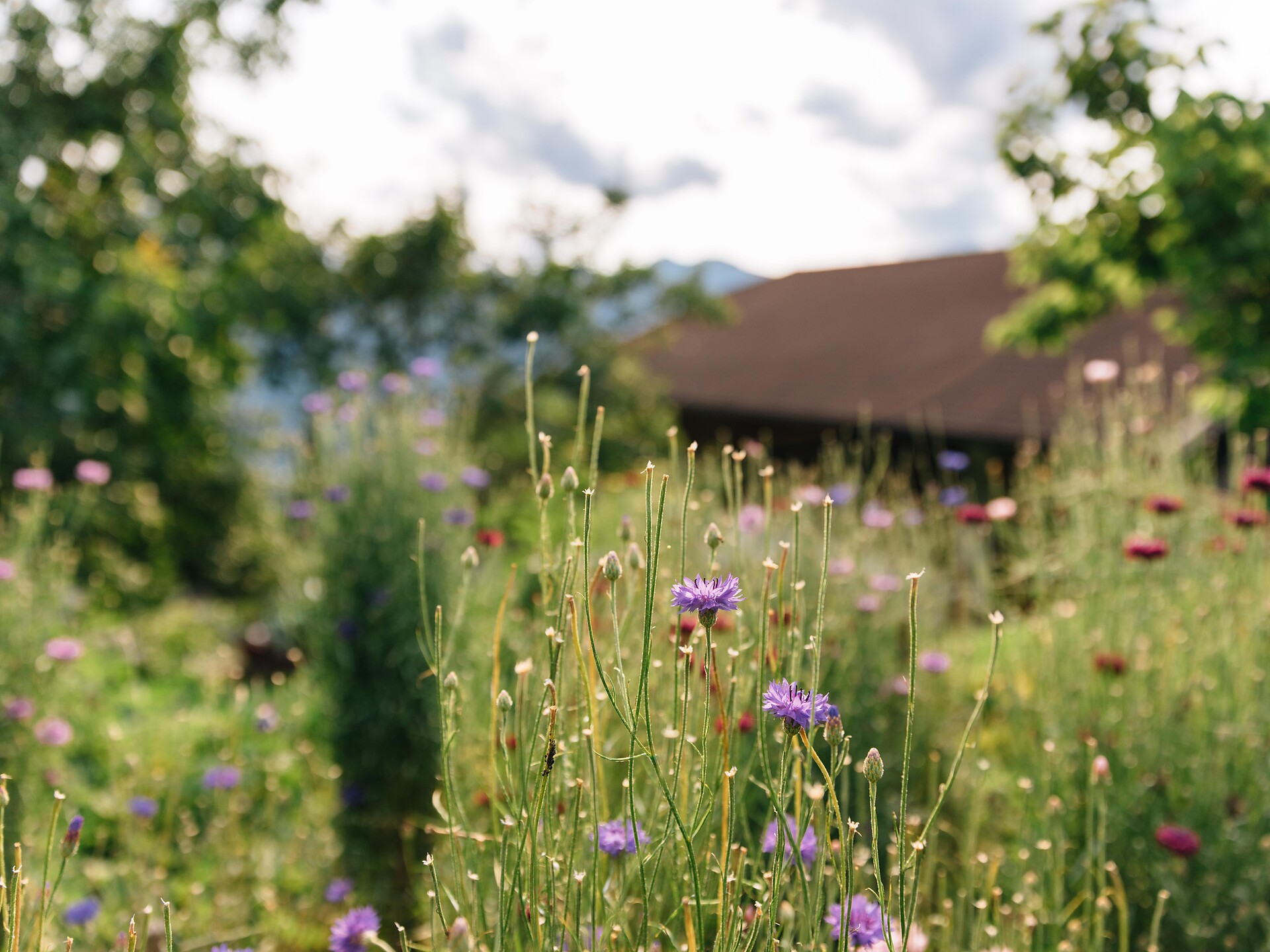 On the trail of wild herbs Hafling/Avelengo 1 suedtirol.info