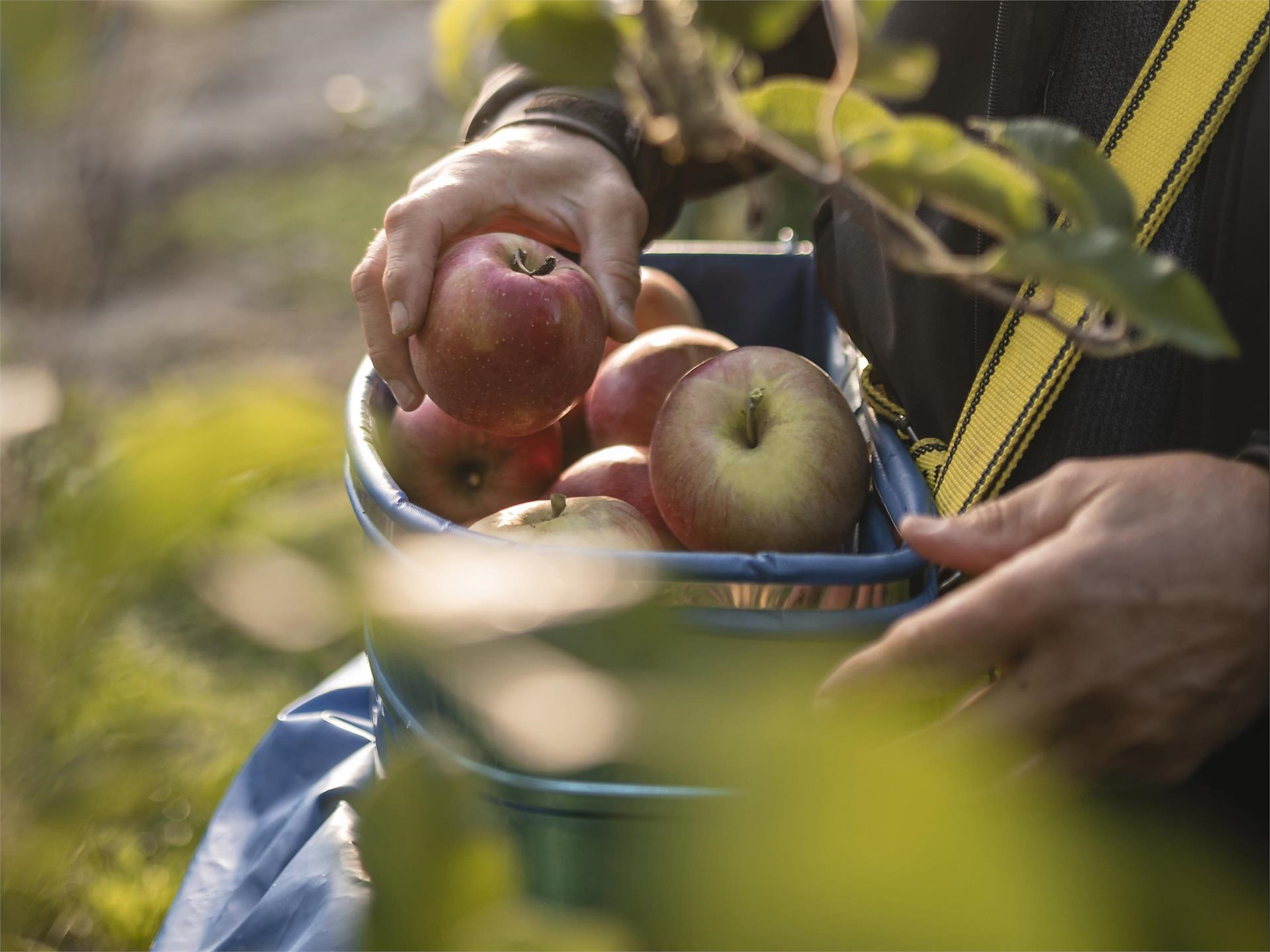 On the trail of the apple Riffian/Rifiano 3 suedtirol.info