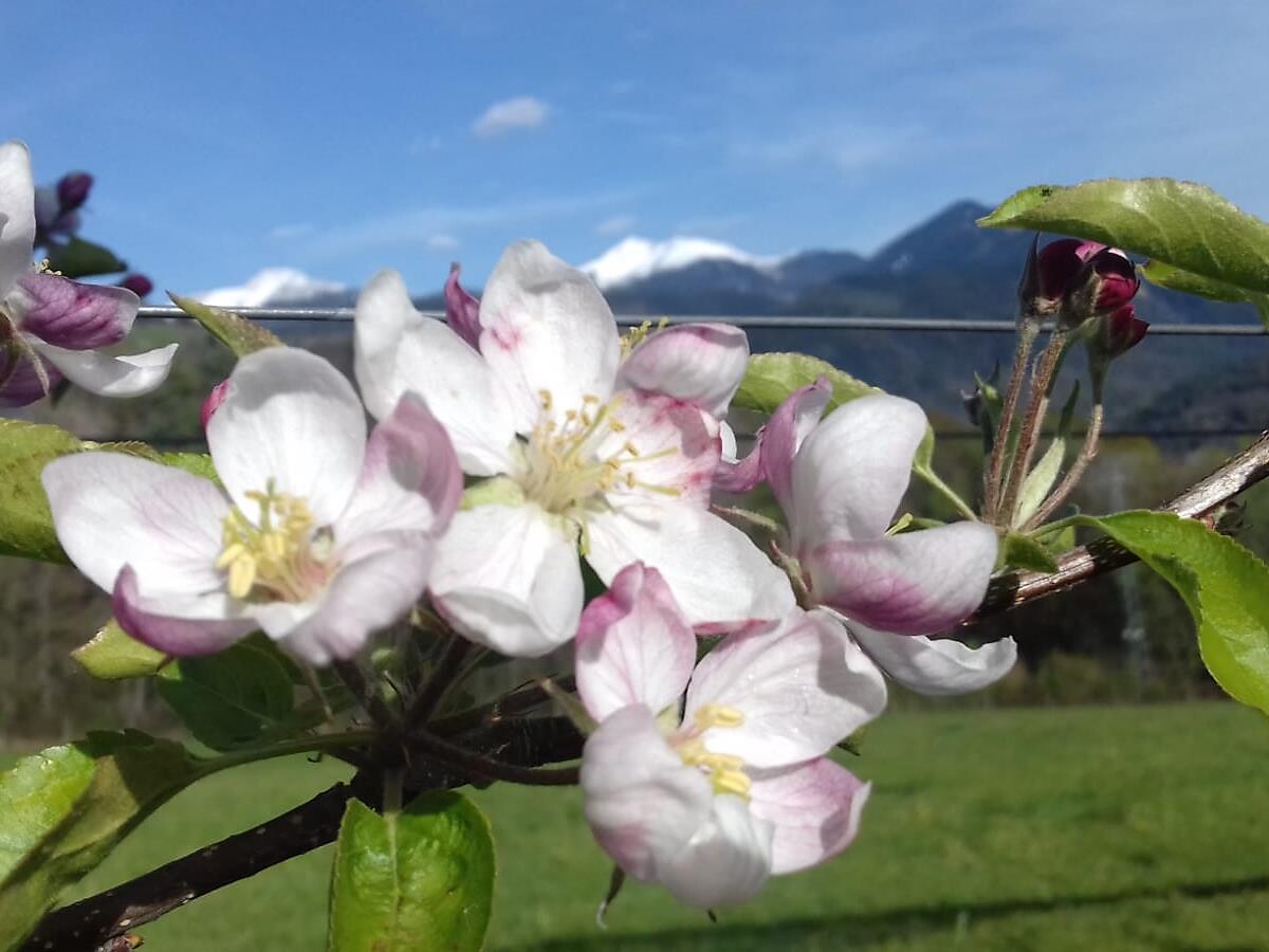 Apfelführung mit Hofbesichtigung am Stimpflhof in Aldein Aldein 1 suedtirol.info