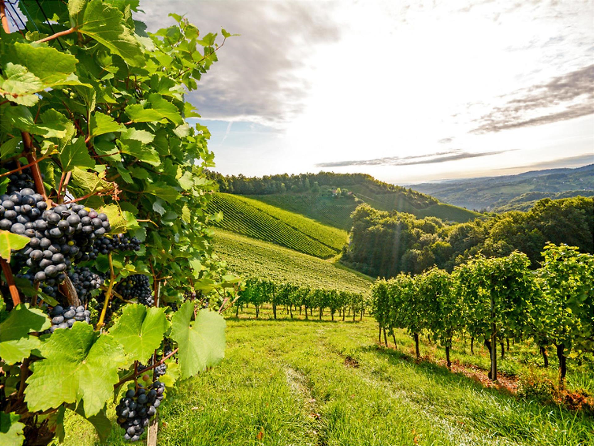 Aufbauseminar der Südtiroler Weinakademie - Neustift - 2026 - Brixen und Umgebung - #1 - suedtirol.info