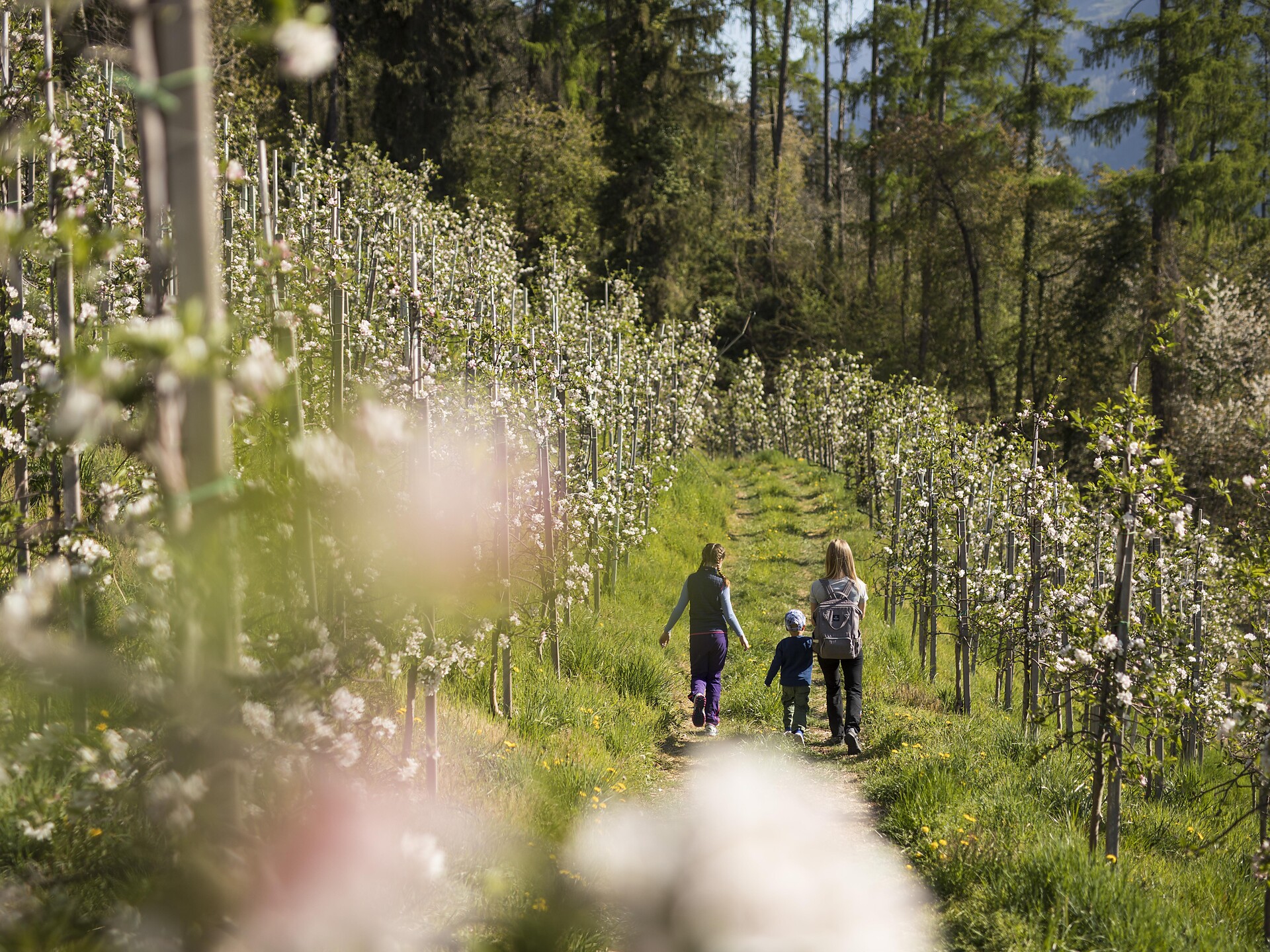 From Blossom to Bite (Psairer Langis) - Meran/Merano and environs - #2 - suedtirol.info
