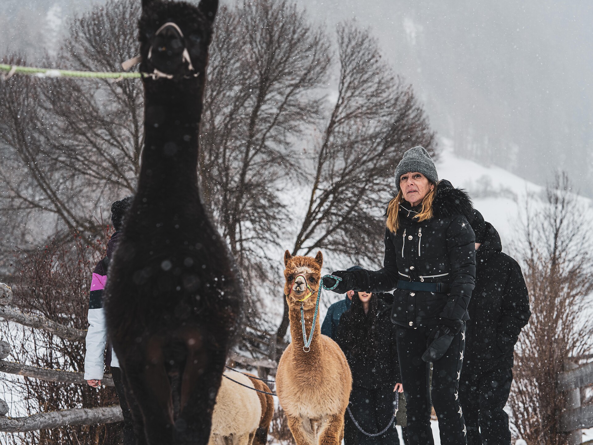 Winter Alpaca Walk - Vinschgau/Val Venosta - #1 - suedtirol.info