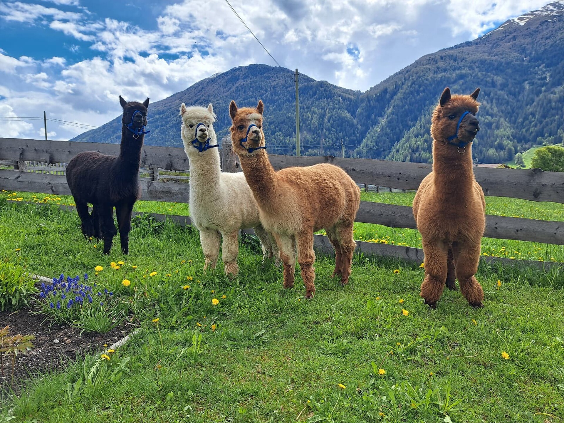 Passeggiata con gli alpaca nel bosco Talai - Val Venosta - #1 - suedtirol.info