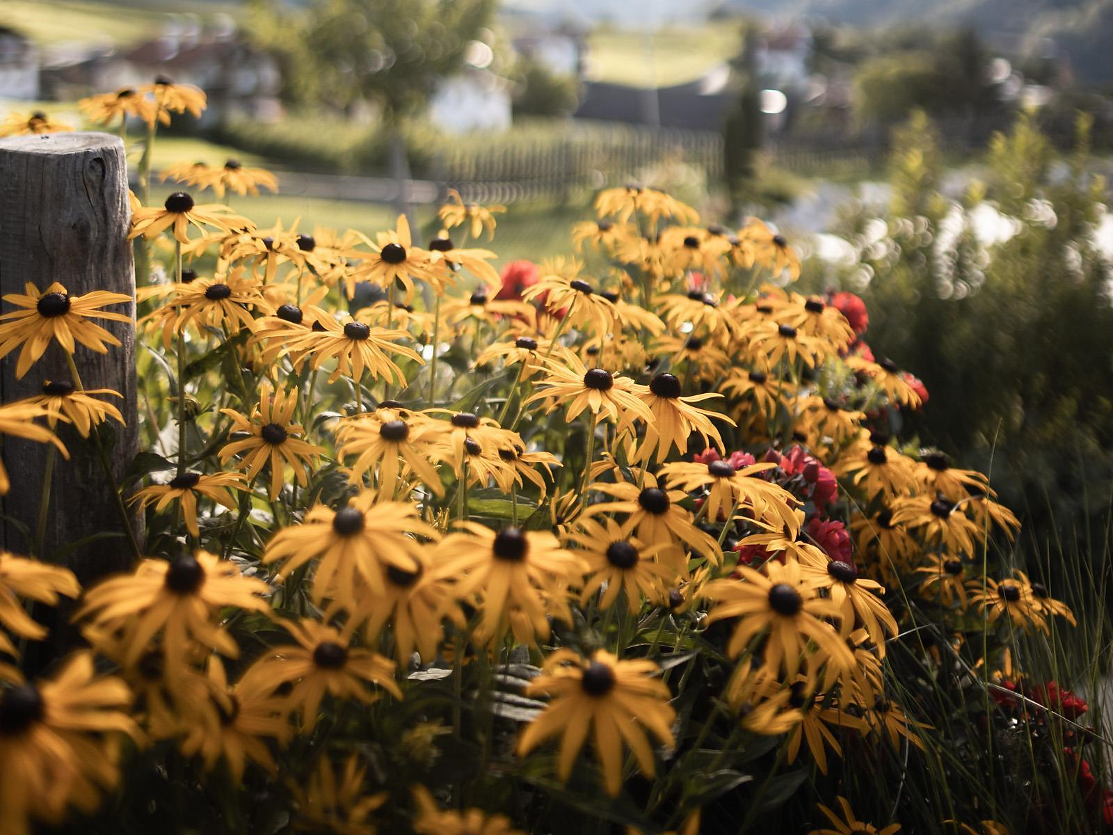Escursione tra fiori e erbe - Bressanone e dintorni - #3 - suedtirol.info