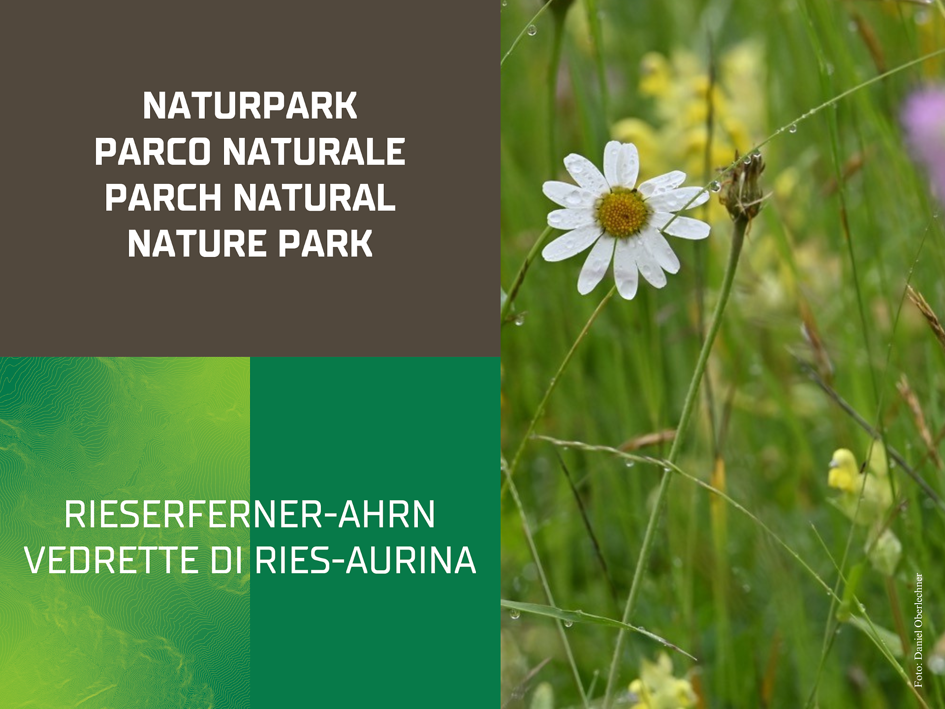 Blumen- Wiesen - Leben | Sonderausstellung - Ahrntal - #1 - suedtirol.info