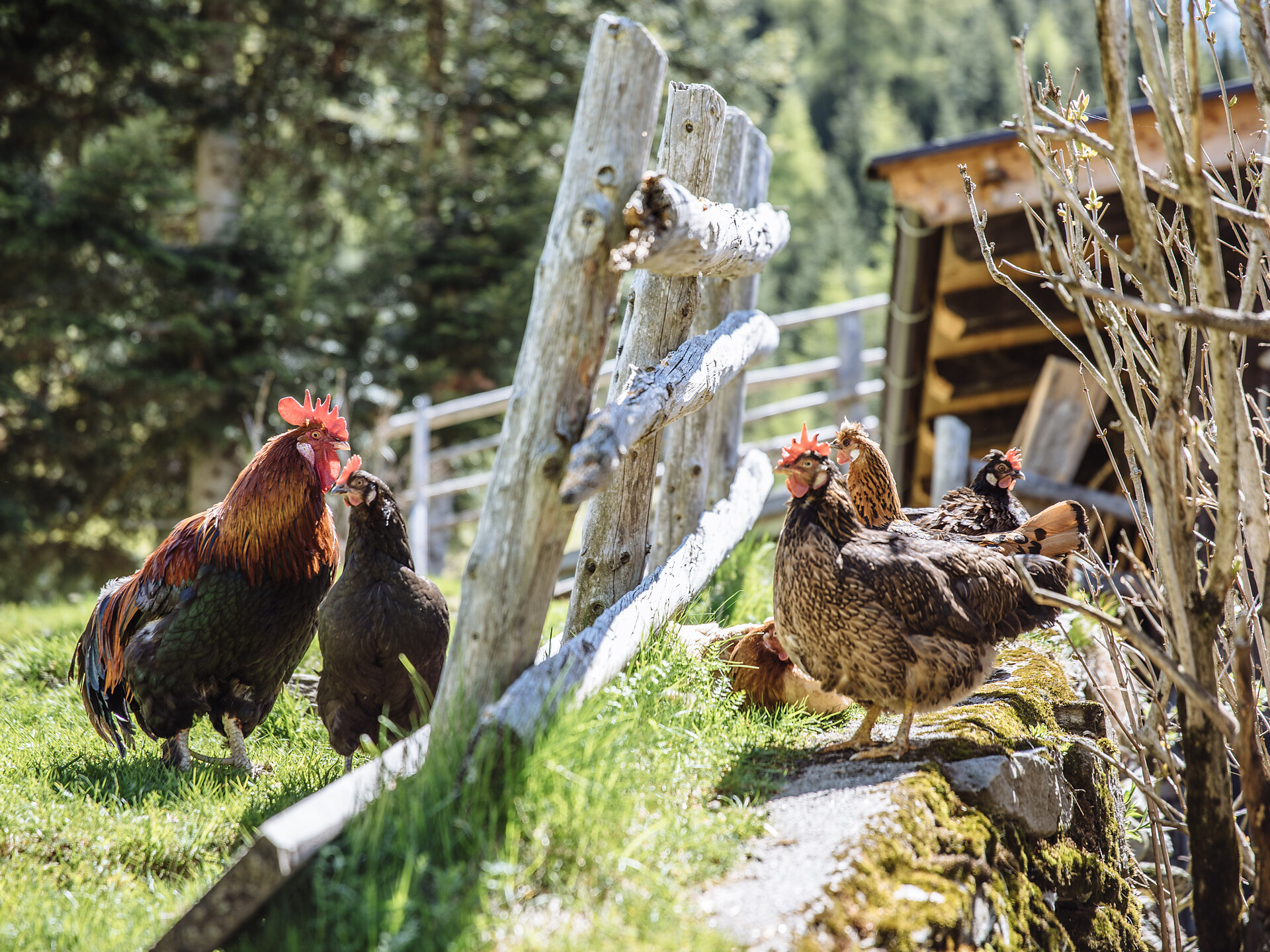 Farm visit with tasting · Aignerhof - Meran/Merano and environs - #1 - suedtirol.info