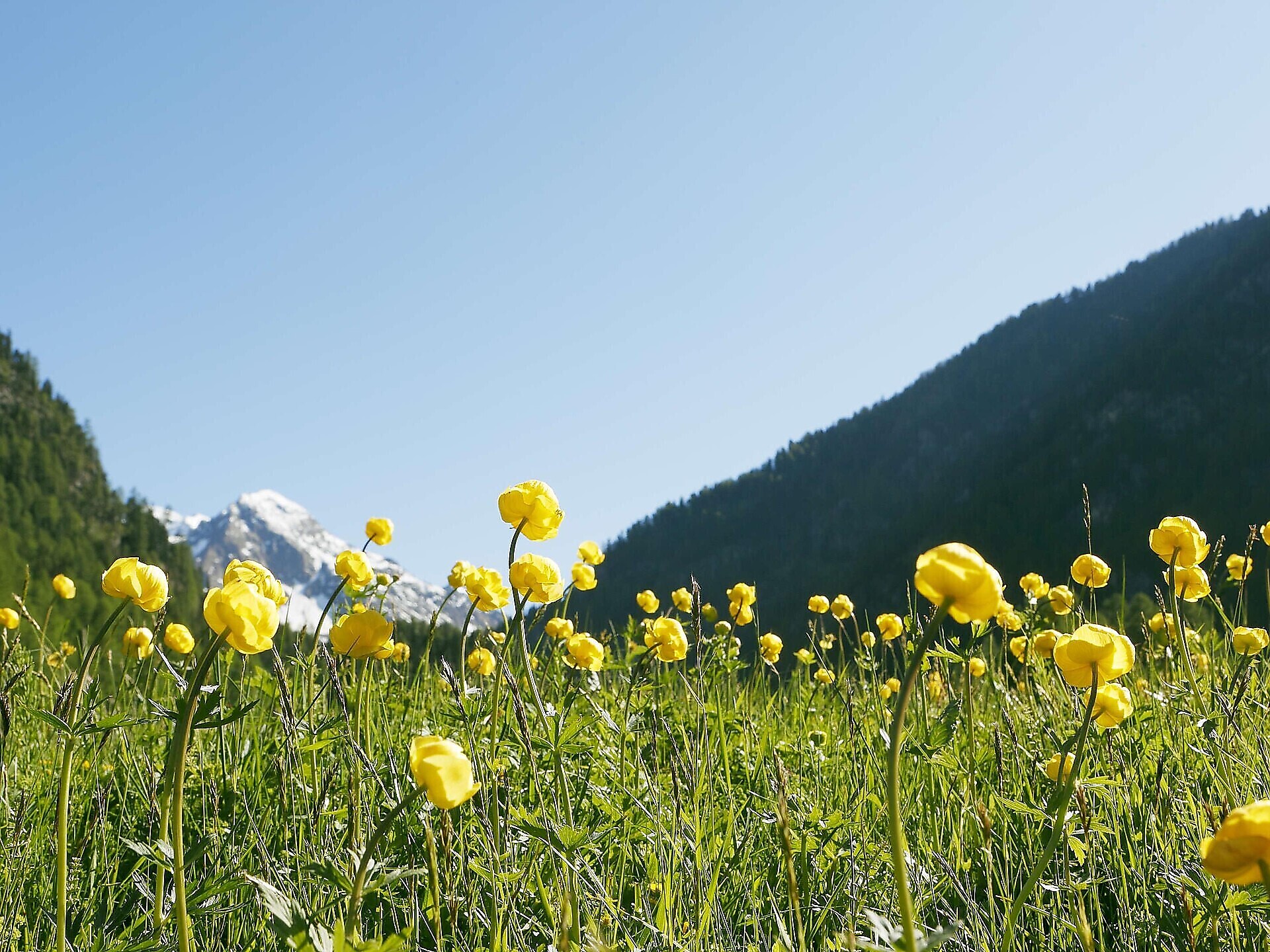 Il bostrico e il picchio: un'escursione naturalistica per tutta la famiglia - Val Venosta - #1 - suedtirol.info