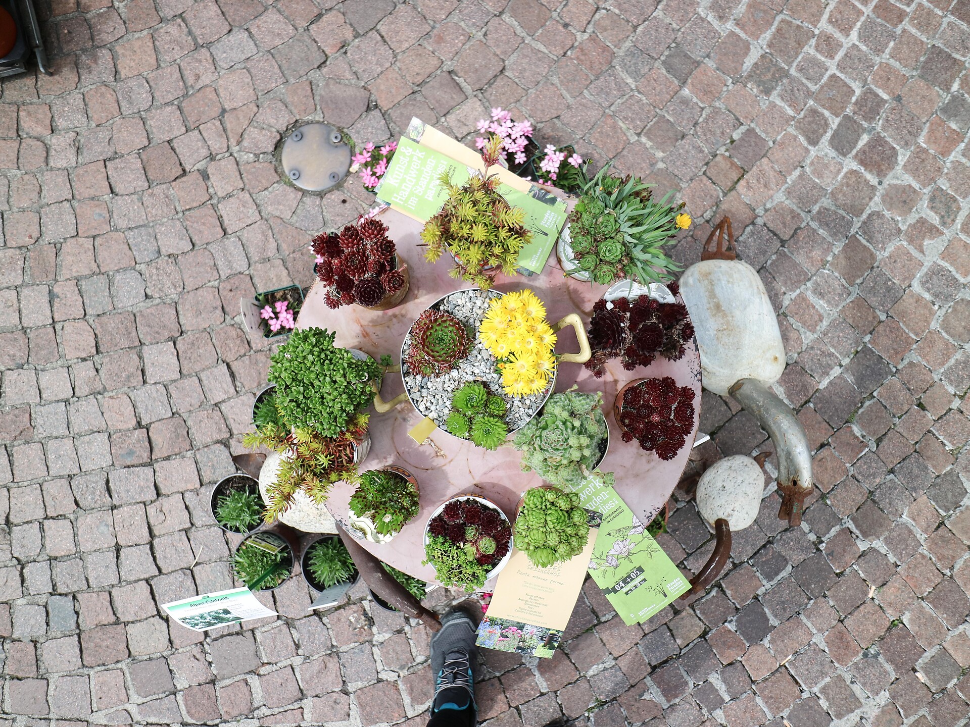 Botanische Führung mit Aperitif im Mercato Centrale - Bozen und Umgebung - #1 - suedtirol.info