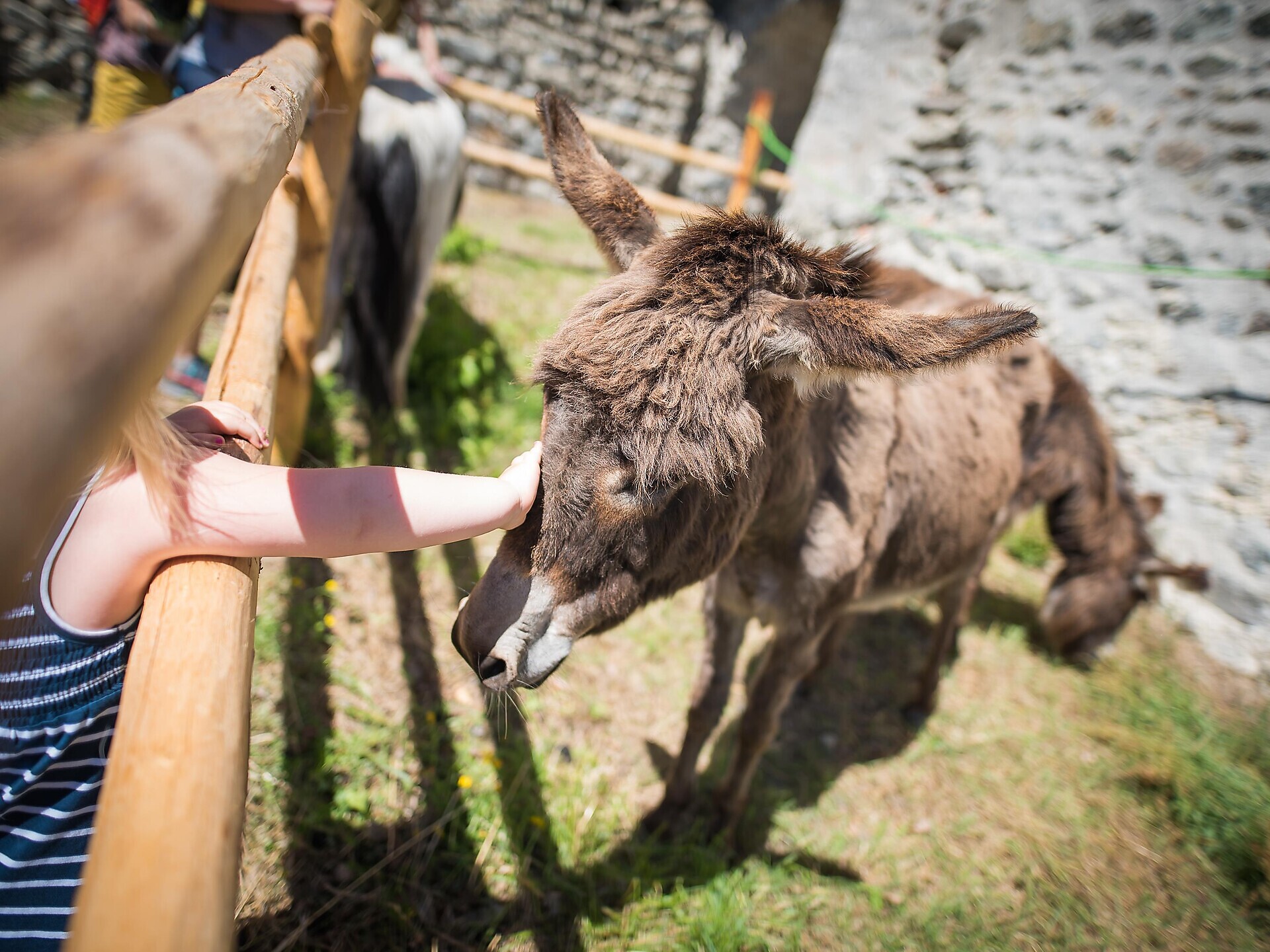 Alla scoperta della fattoria - Visita guidata con degustazione al maso - Val Venosta - #1 - suedtirol.info