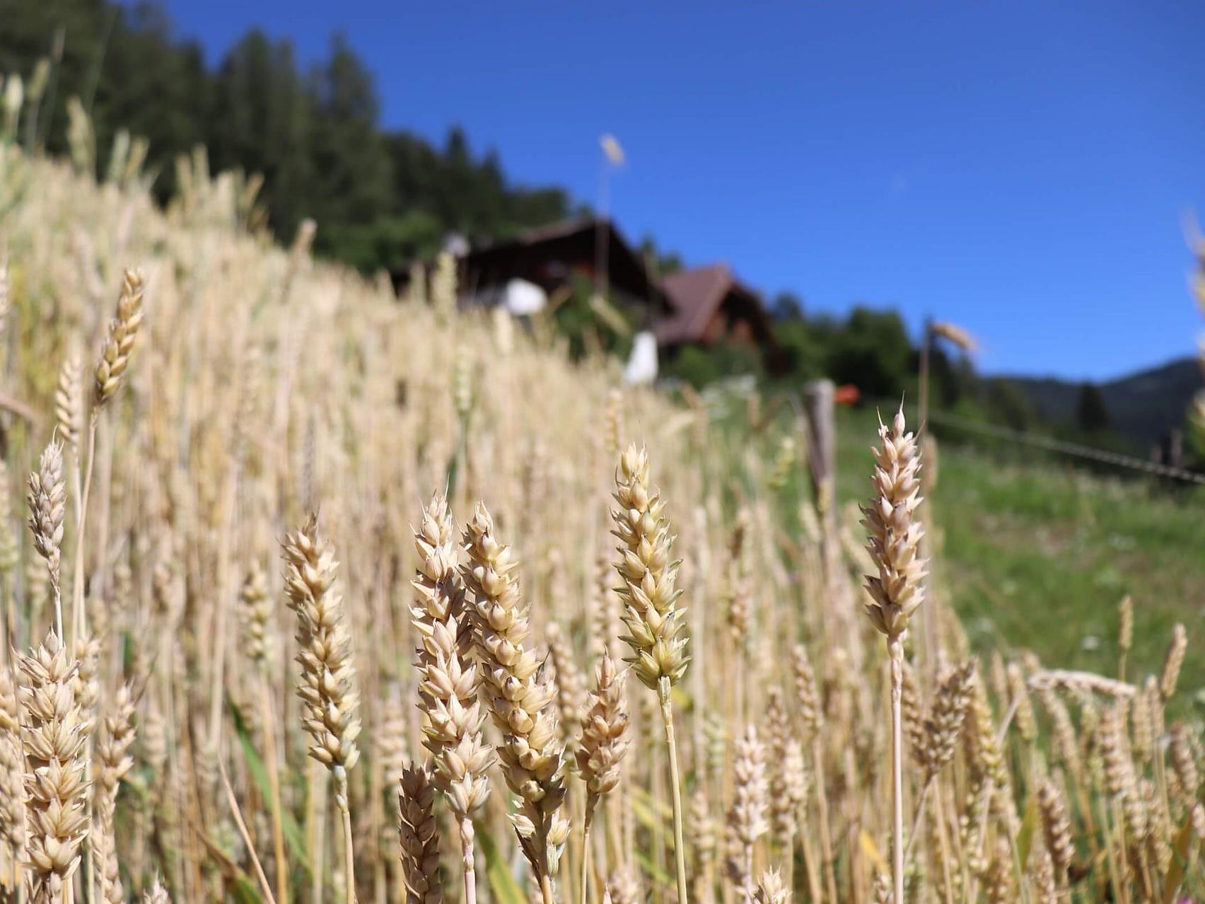 Beer - Adventure Trail Jenesien/San Genesio Atesino 2 suedtirol.info
