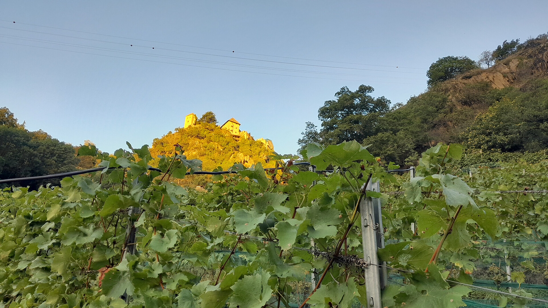 Bergweinbau in Naturns - Weingut Castel Juval Unterortl - Meran und Umgebung - #1 - suedtirol.info