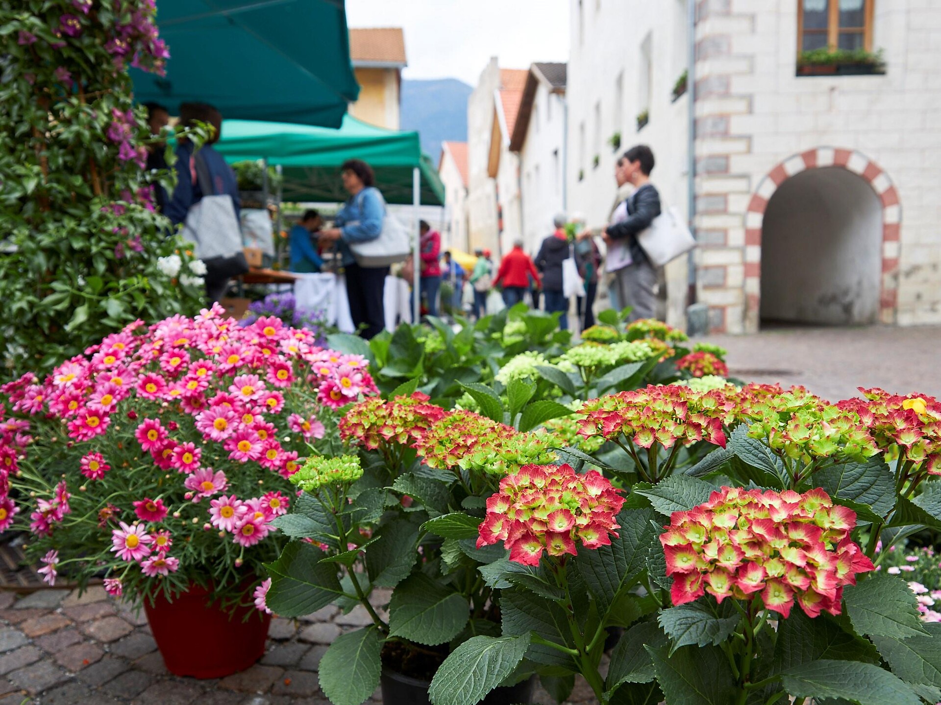 Blumen- und Gartenmarkt mit “Straßenmusi” - Vinschgau - #1 - suedtirol.info