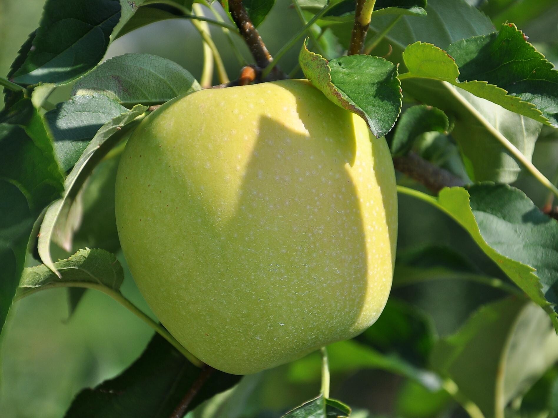 Besichtigung der Frubona Obstgenossenschaft Terlan Terlan 1 suedtirol.info