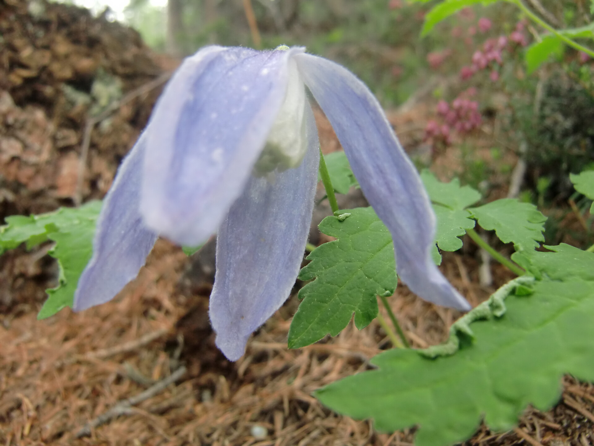 Botanische Führung "Was wächst denn da?" in Sulden Stilfs 3 suedtirol.info