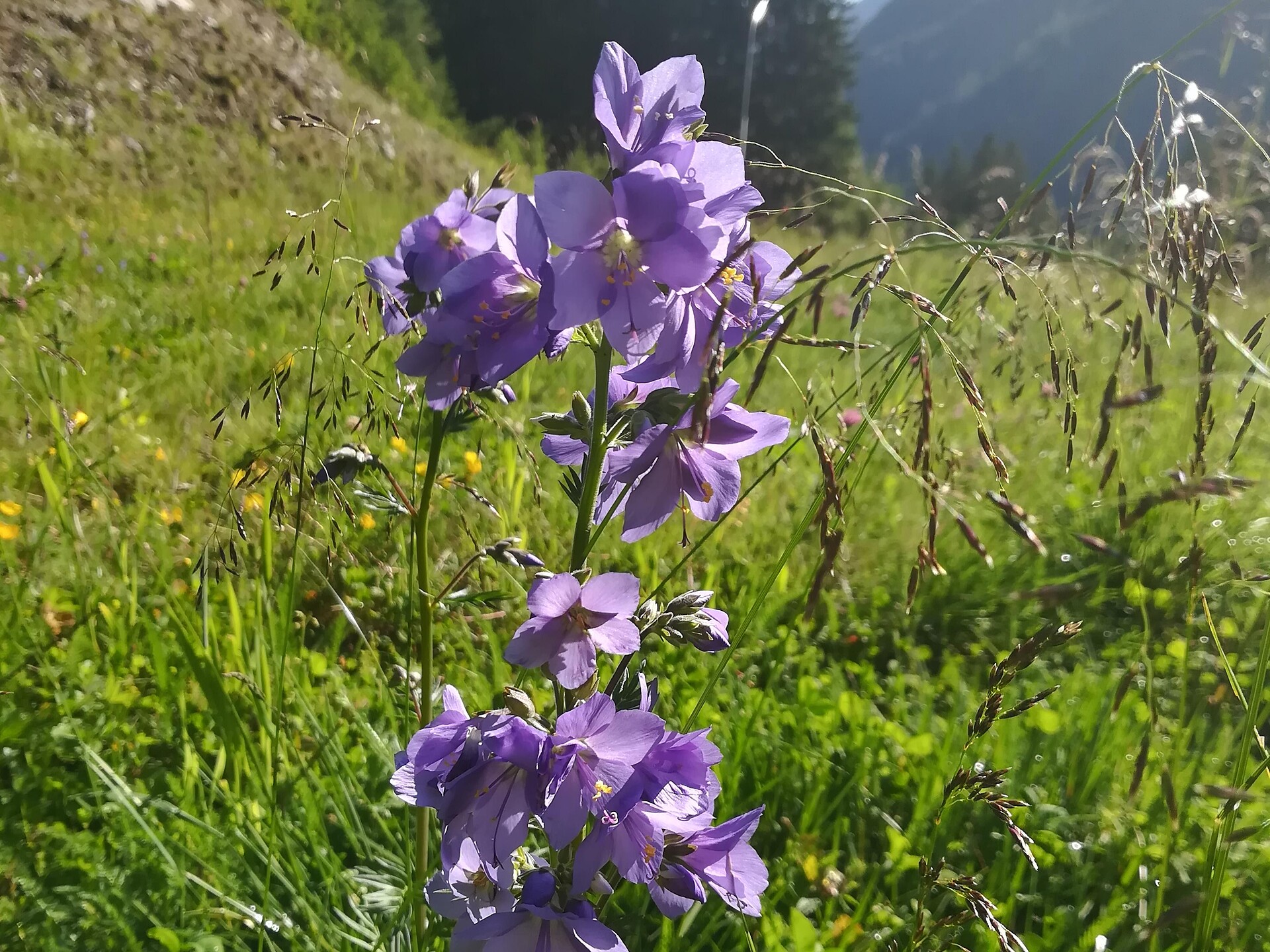 Botanische Führung "Was wächst denn da?" in Sulden Stilfs 2 suedtirol.info