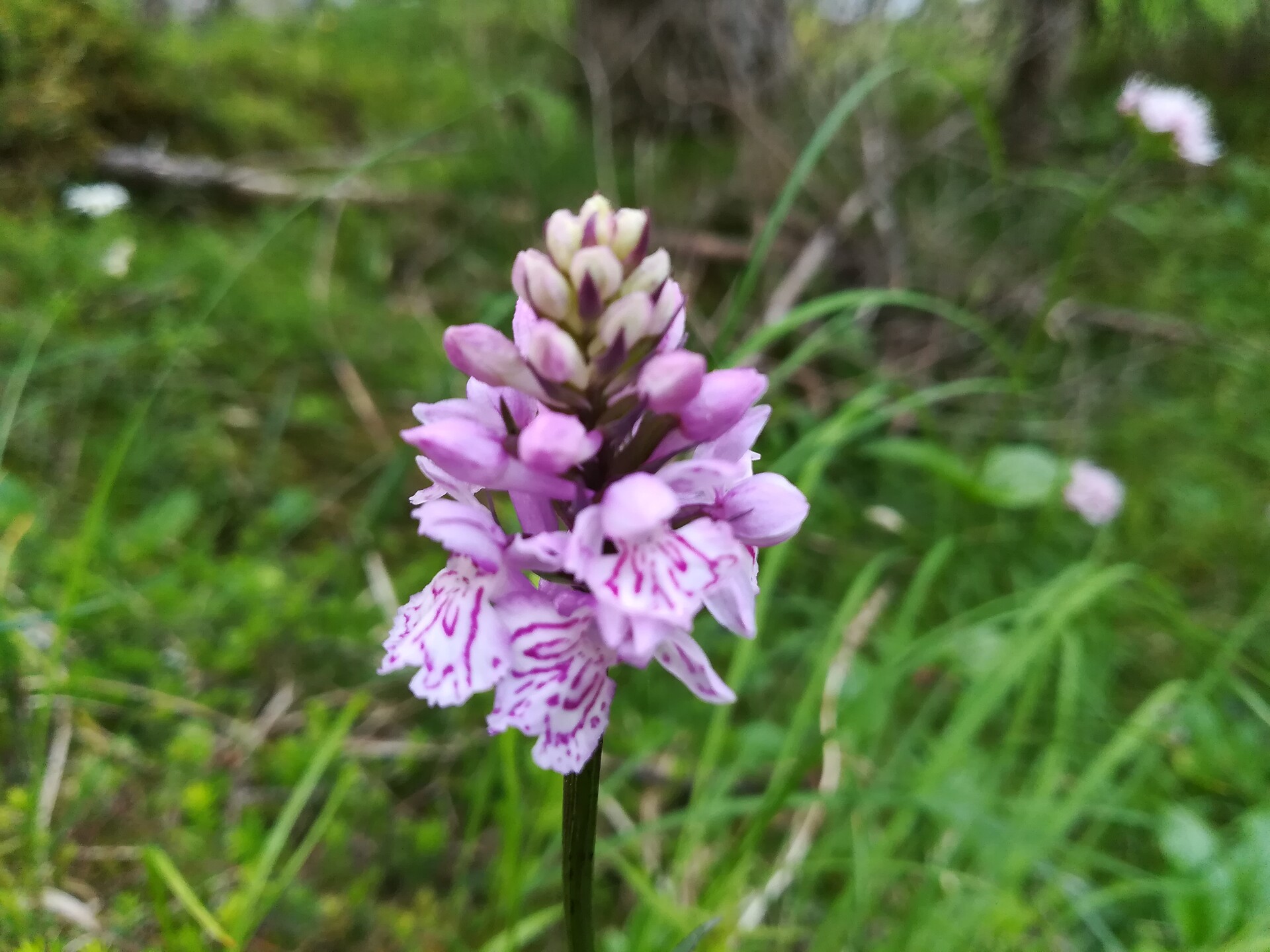 Botanischer Spaziergang "Was blüht denn da?" - Vinschgau - #1 - suedtirol.info