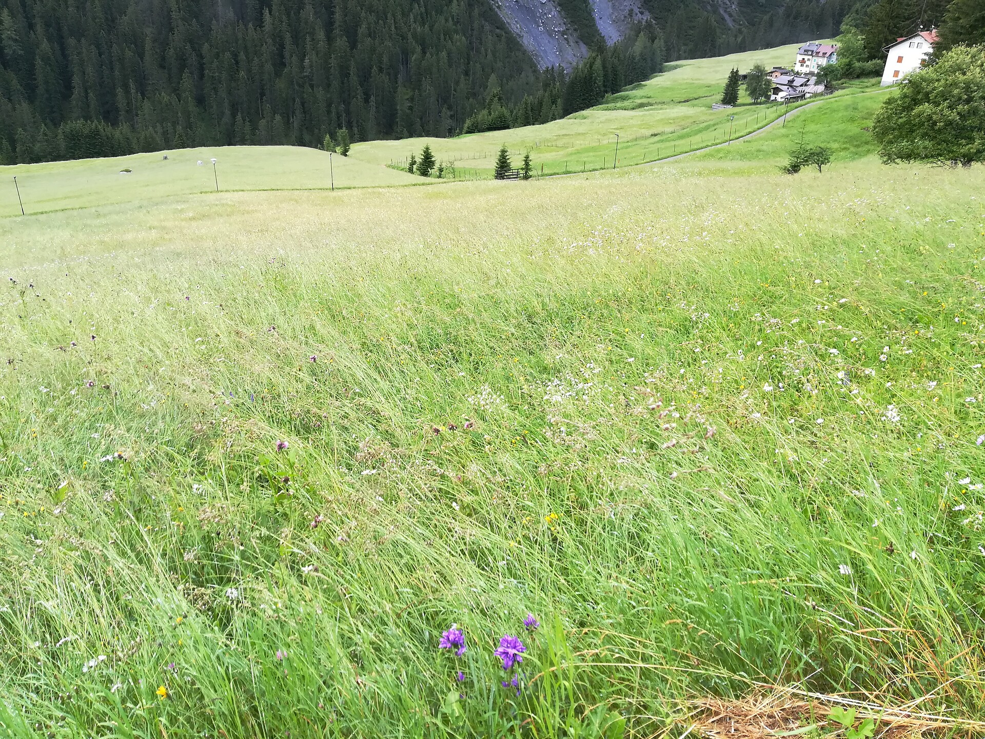 Botanischer Spaziergang "Was blüht denn da?" - Vinschgau - #2 - suedtirol.info