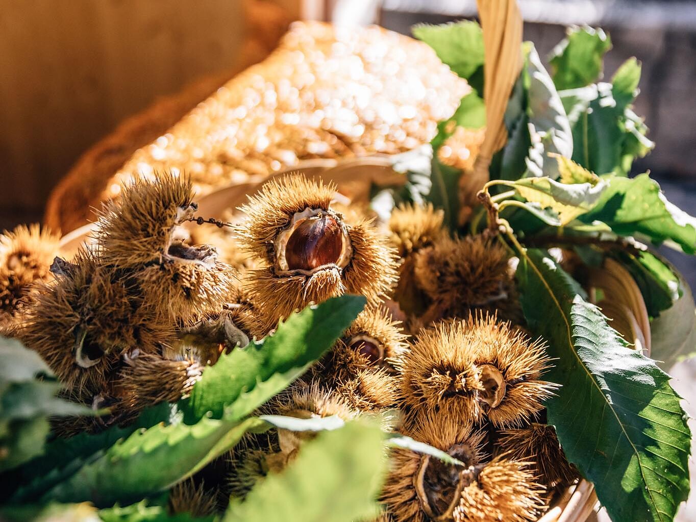 Festa biologica a Lagundo - Merano e dintorni - #2 - suedtirol.info