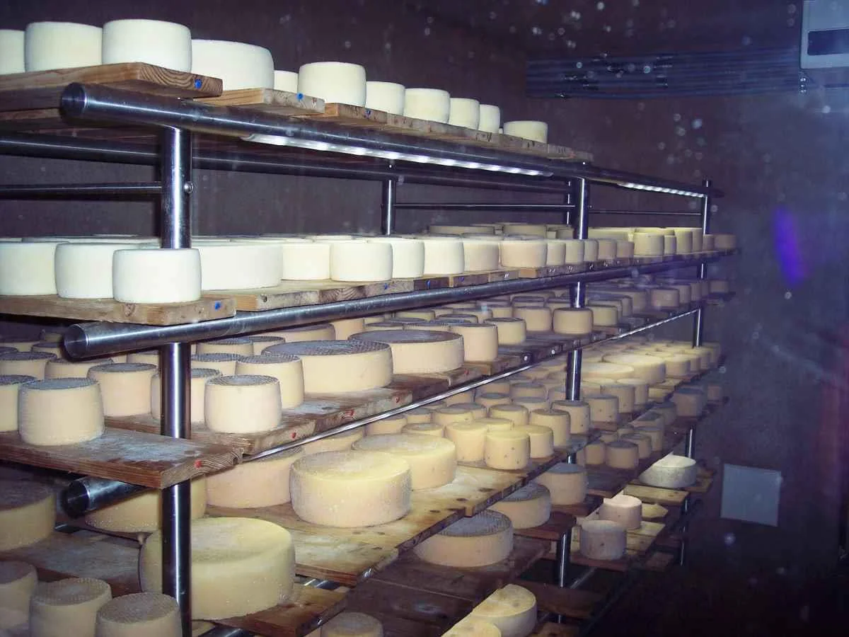 Visit to the Gatscher cheese dairy farm Kiens/Chienes 3 suedtirol.info