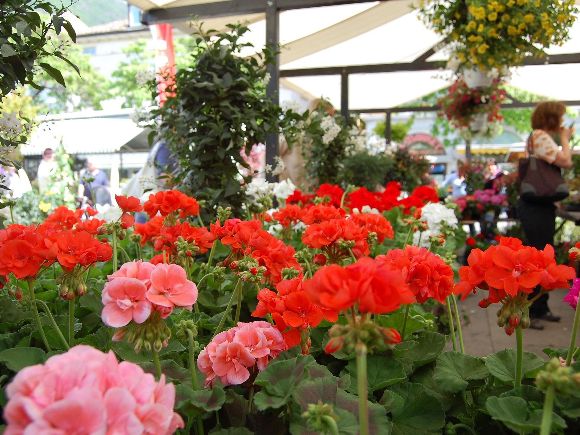 FESTA DEI FIORI - Bolzano e dintorni - #1 - suedtirol.info
