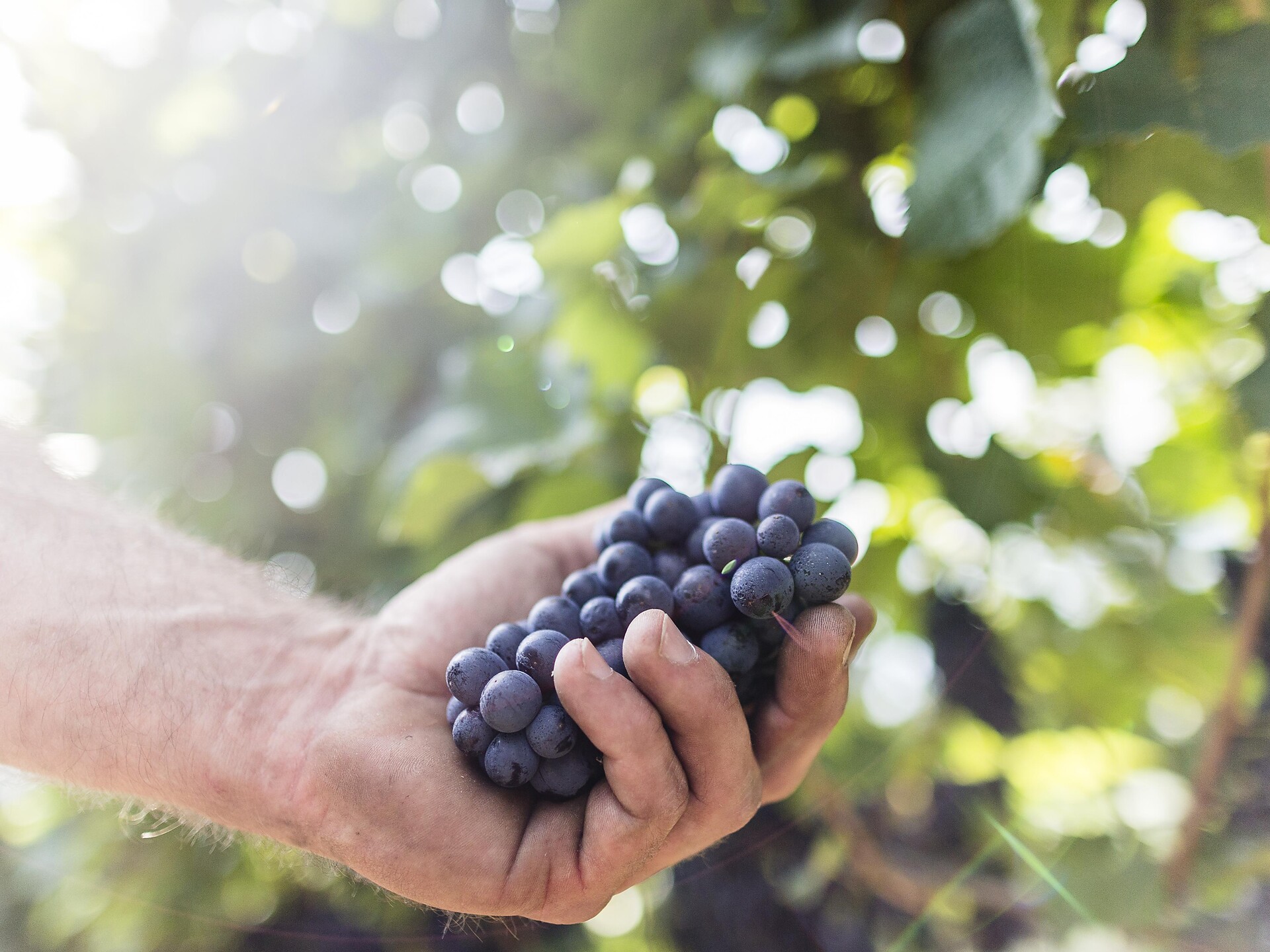bacchus & pomina | Guided Wine Hike - Meran/Merano and environs - #3 - suedtirol.info