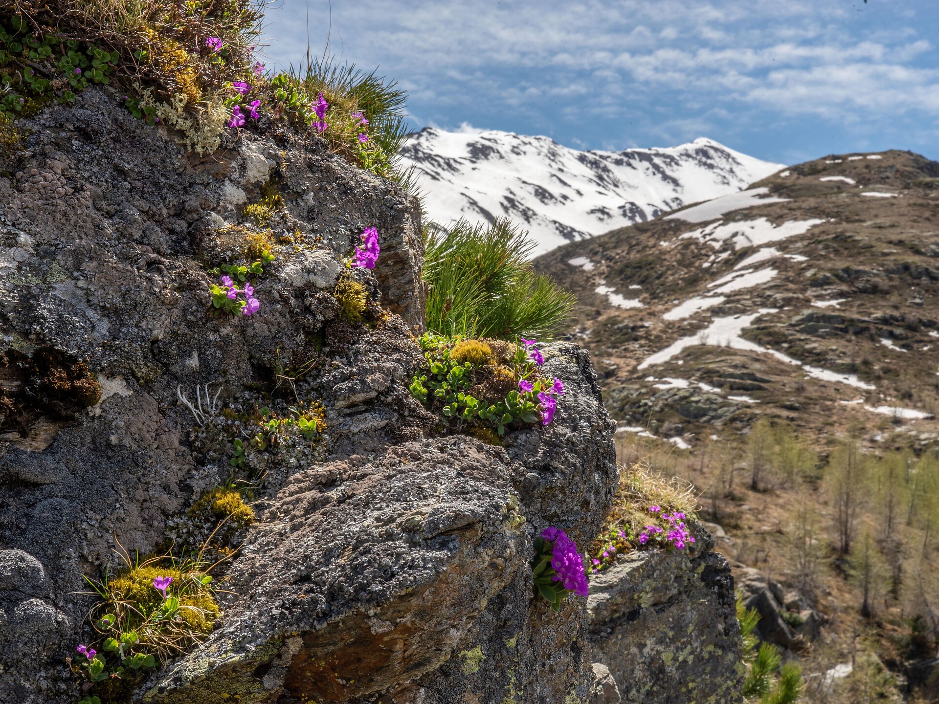 Bergwälder und urige Almen - Meran und Umgebung - #2 - suedtirol.info