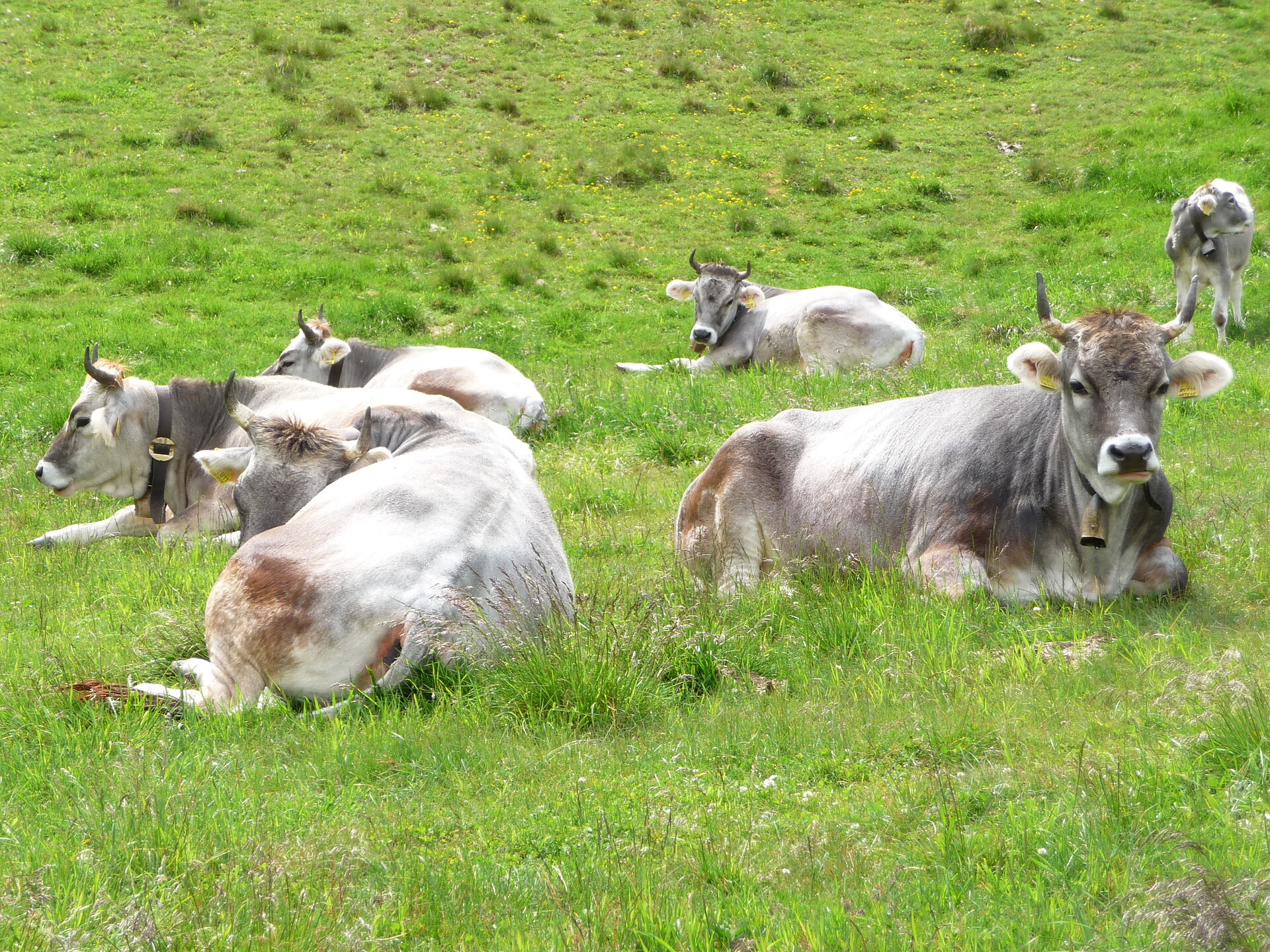 Bergwälder und urige Almen - Meran und Umgebung - #1 - suedtirol.info