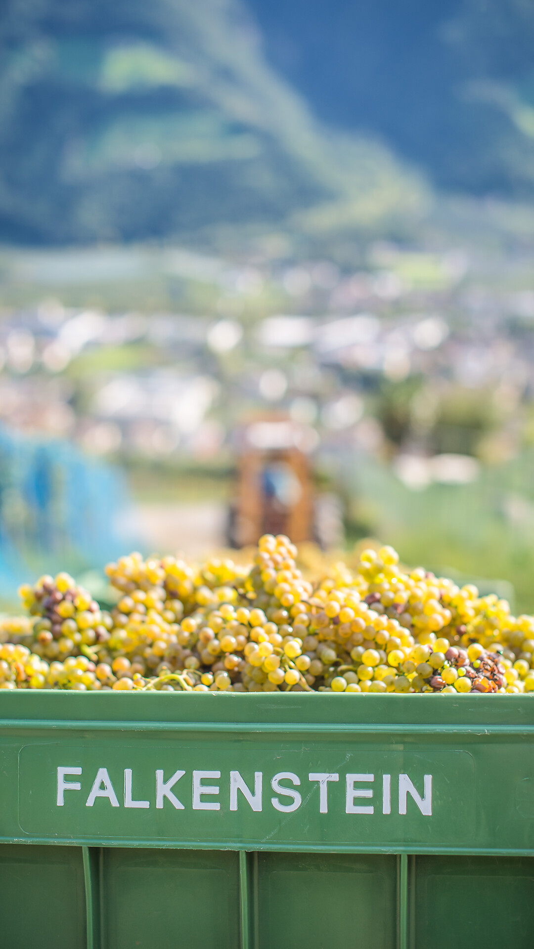 Bergweinbau in Naturns - Weingut Falkenstein - Meran und Umgebung - #3 - suedtirol.info