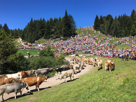 Barthlmastag - Raduno del bestiame Renon 3 suedtirol.info