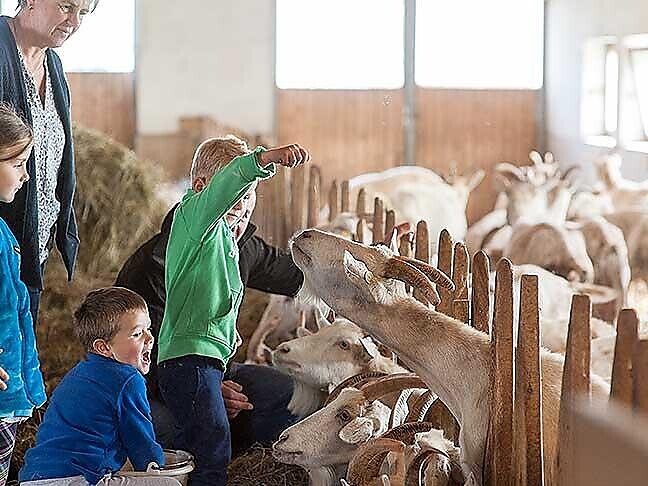 Experience farm life at the "Lechnerhof" - Dolomites Region 3 Zinnen - #2 - suedtirol.info