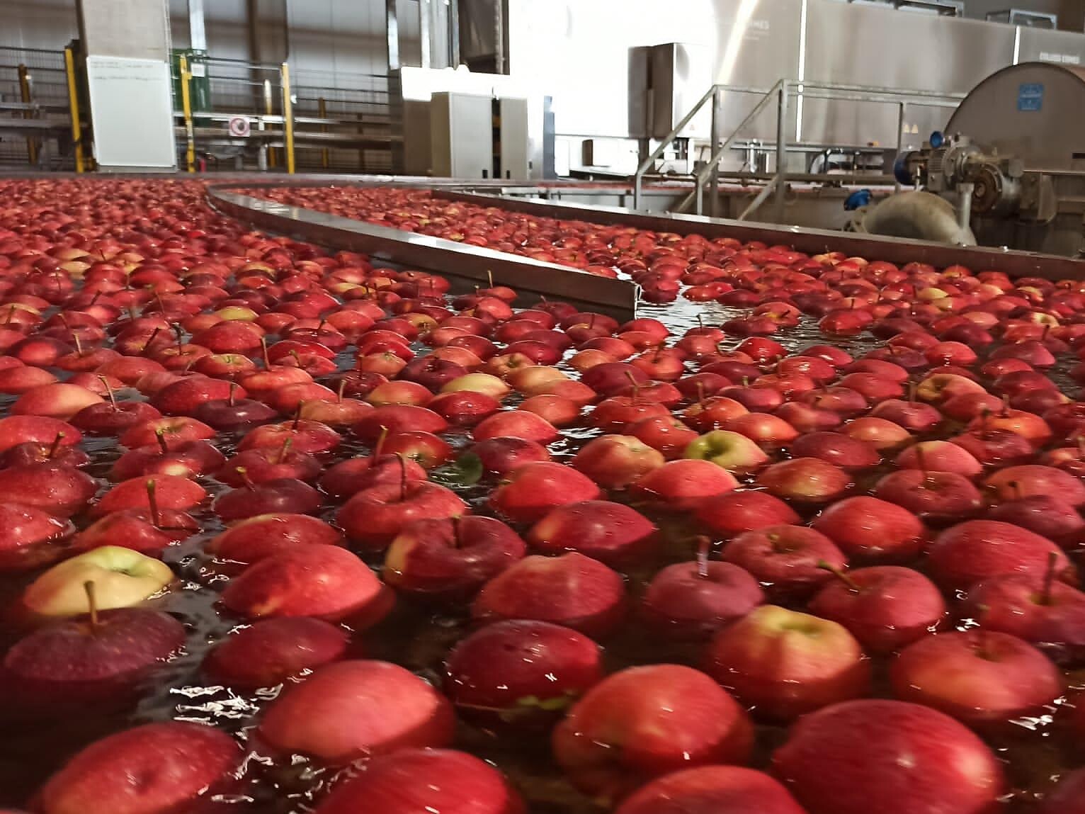 Besichtigung der Frubona Obstgenossenschaft Terlan - Südtiroler Weinstraße - #1 - suedtirol.info