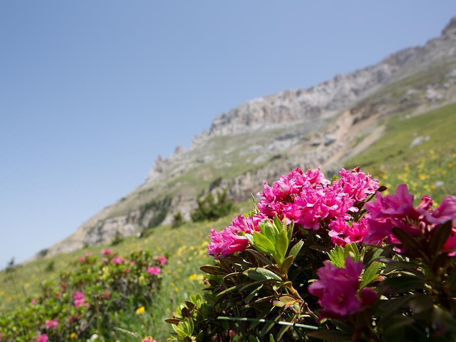 Flower and Herb Hike - Latemarium Deutschnofen/Nova Ponente 1 suedtirol.info