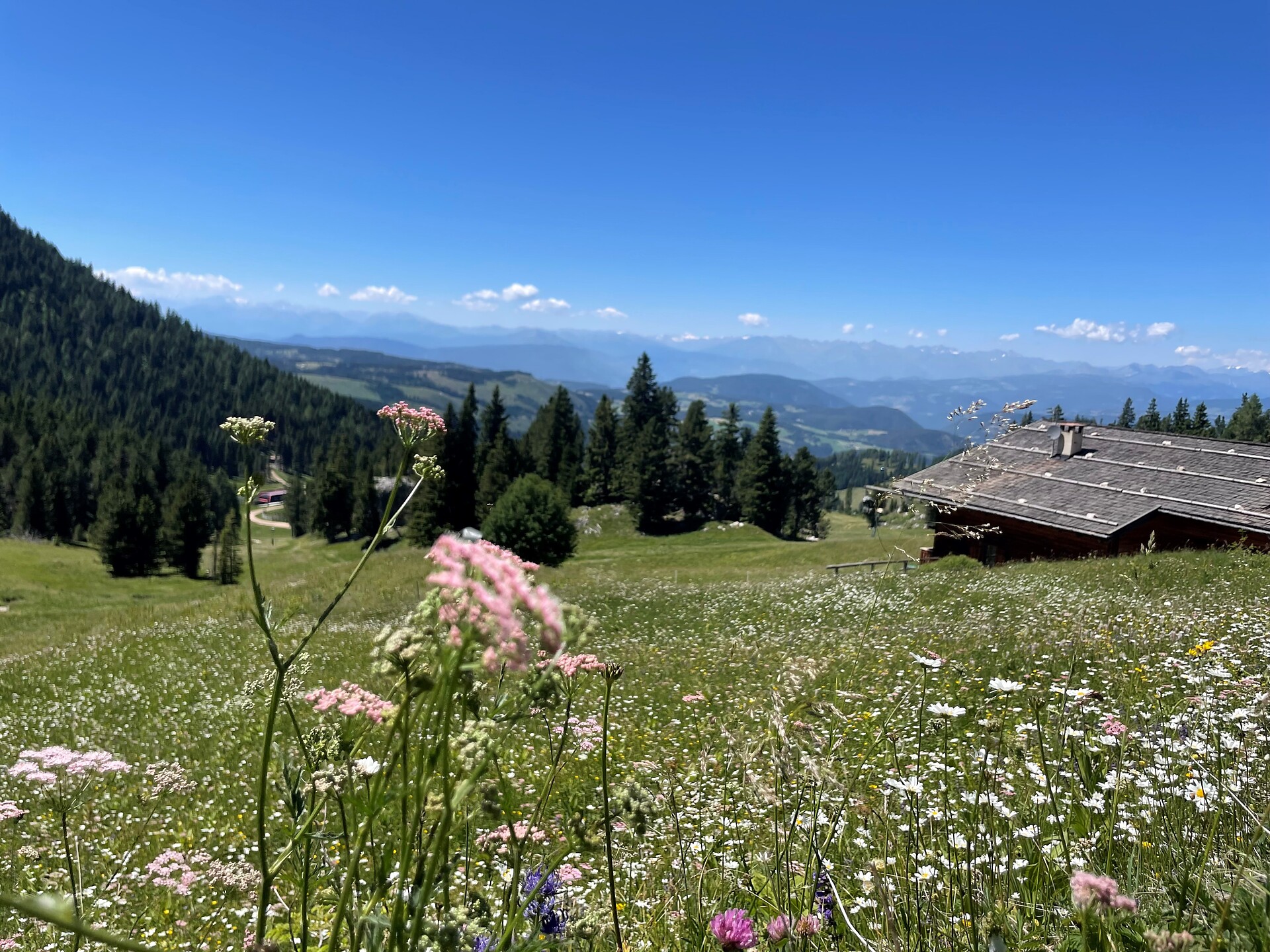 Blumen- und Kräuterwanderung - Latemarium - Dolomitenregion Eggental - #1 - suedtirol.info