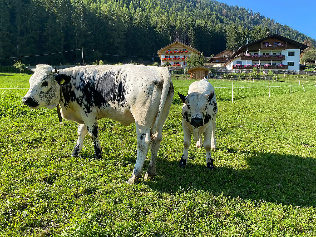 Besichtigung des Arche Hofes Alpegger in Terenten - Brixen und Umgebung - #2 - suedtirol.info