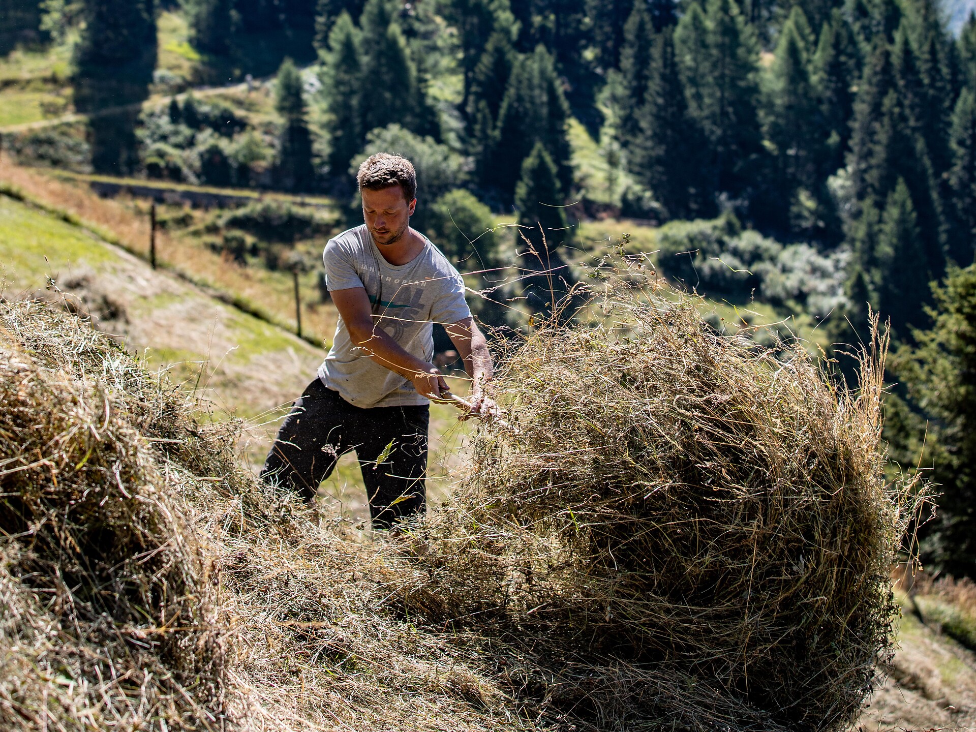 Alpine hay Special: experience mountain hay harvesting - Sterzing/Vipiteno and environs - #1 - suedtirol.info