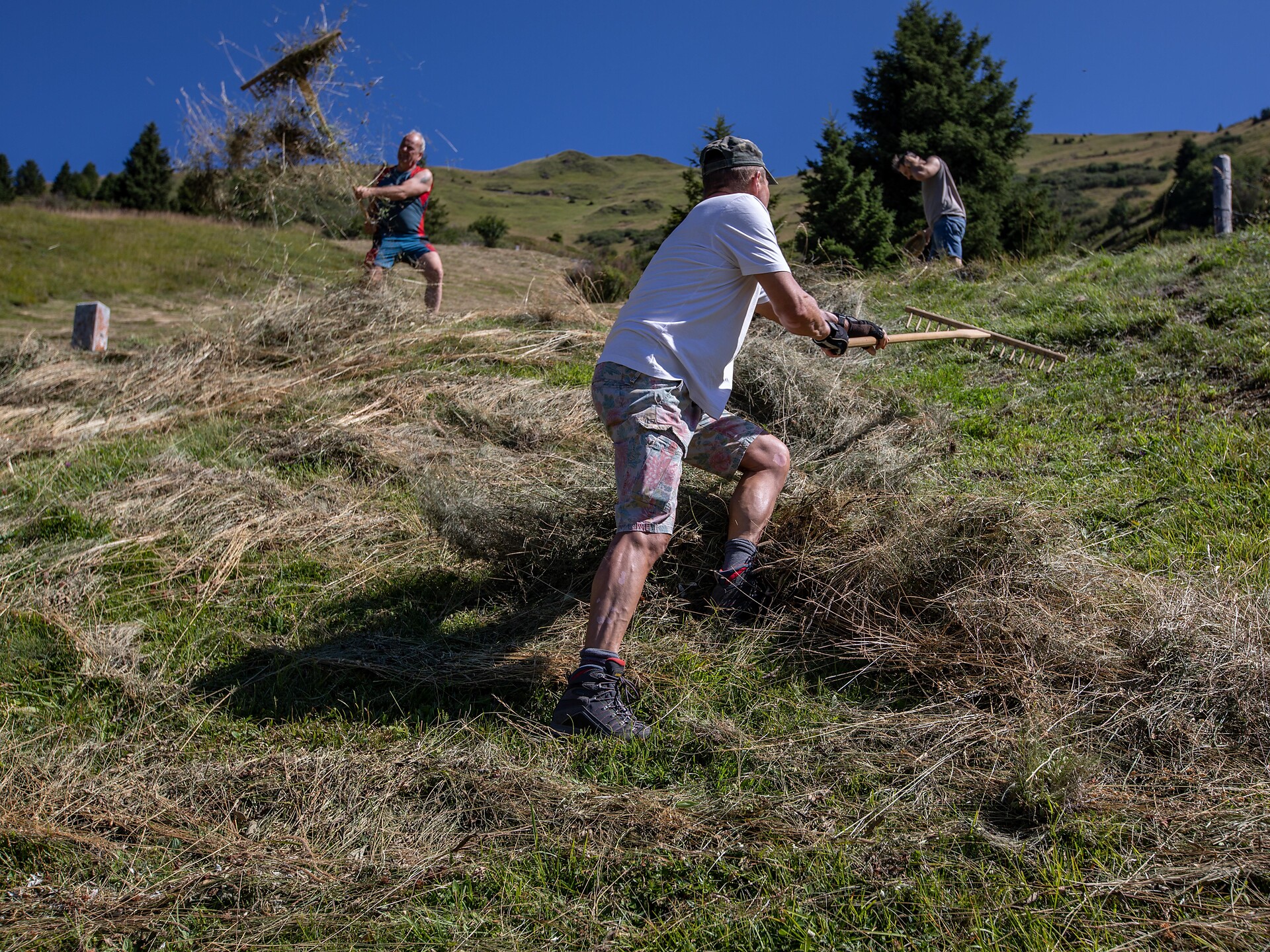 Alpine hay Special: experience mountain hay harvesting - Sterzing/Vipiteno and environs - #3 - suedtirol.info